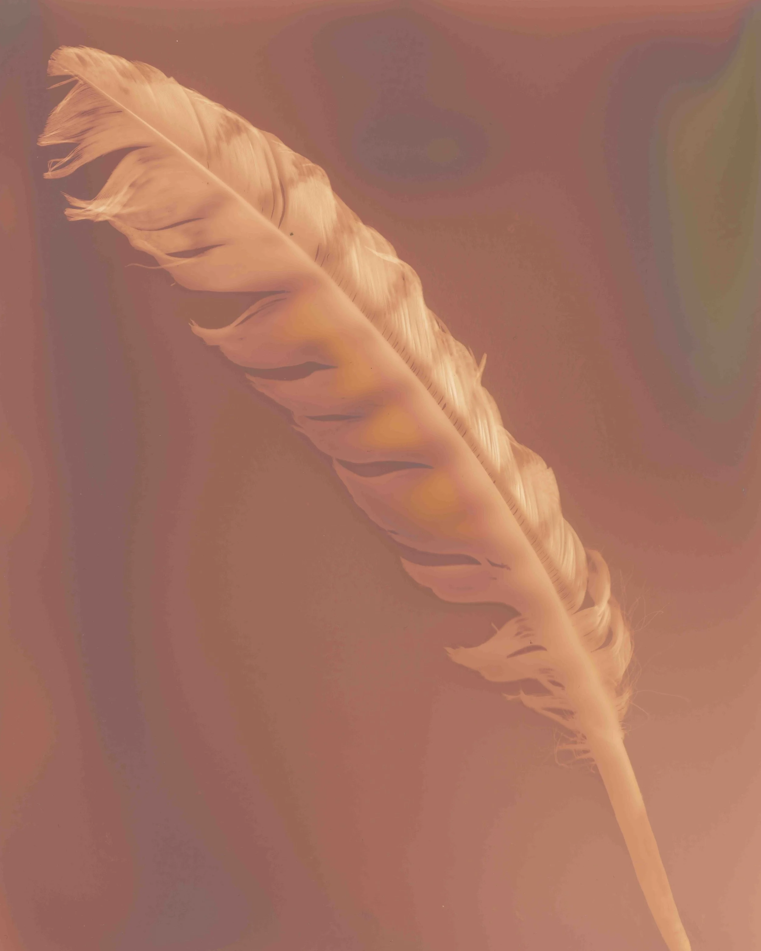 Turkey Feather Feb 2025 copy.jpg