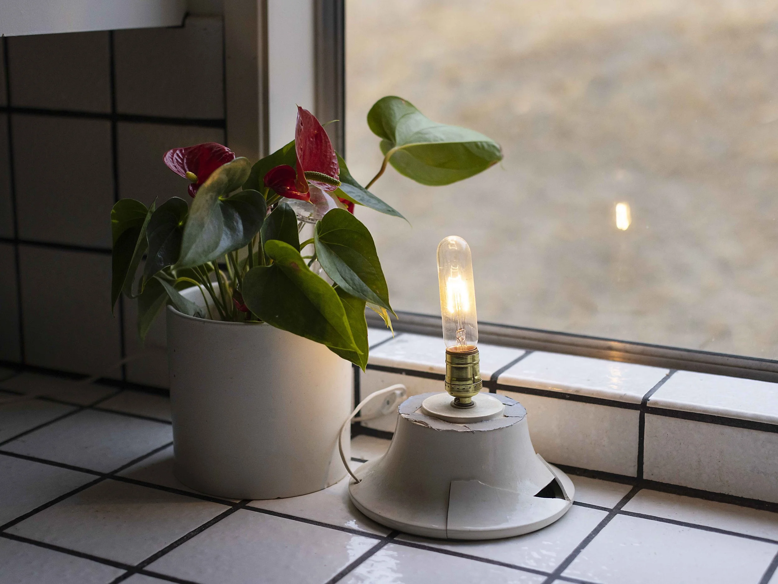 Peace Lily and Broken Light