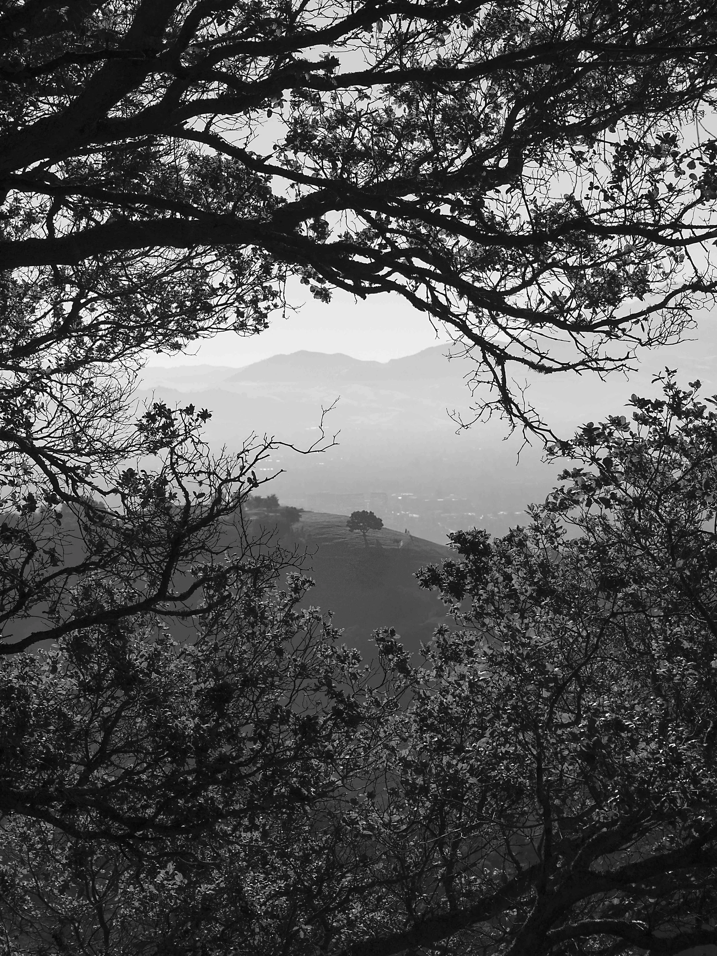 View From The Secret Oak Grove