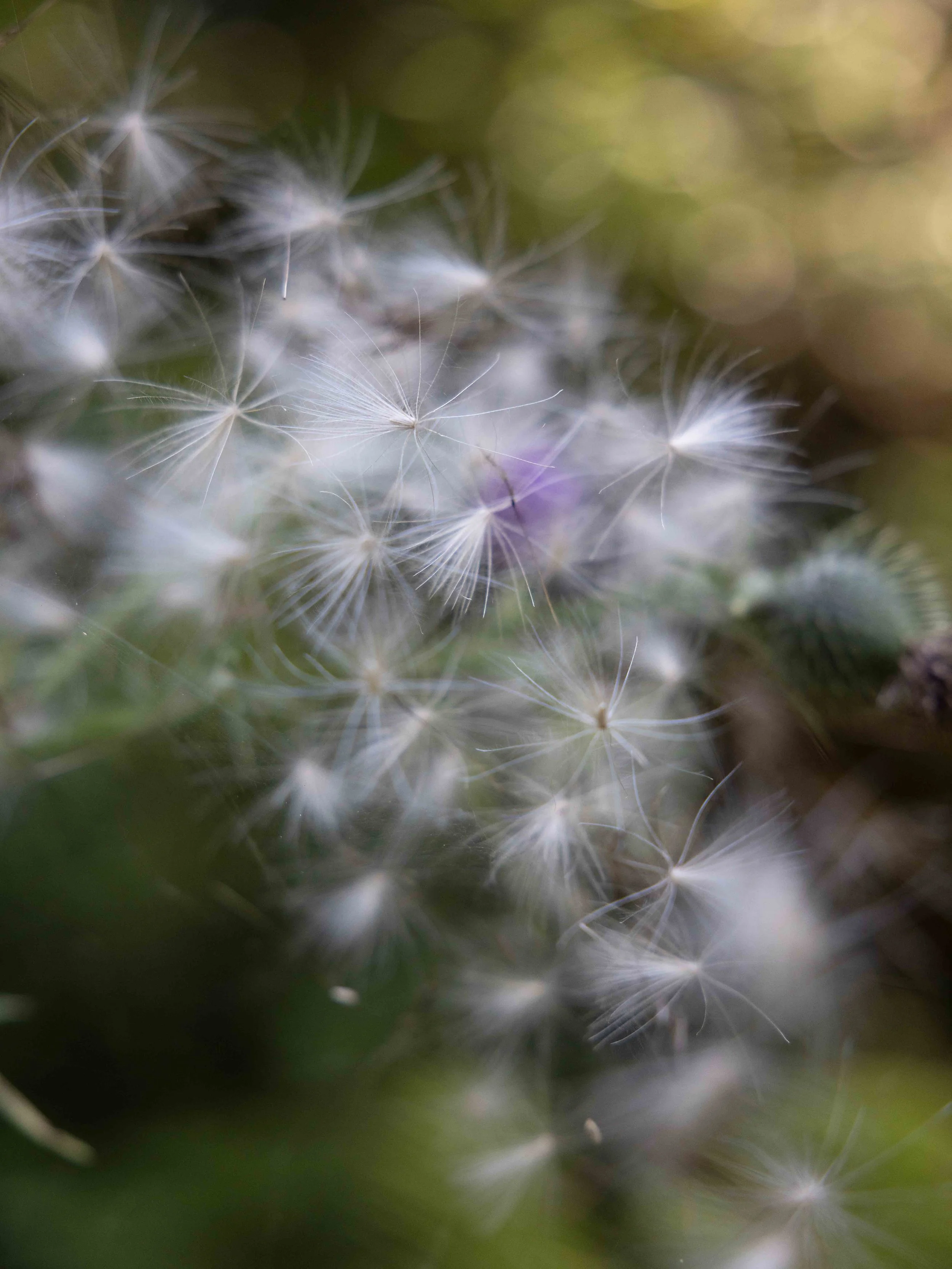 Land Of Medicine Buddha
