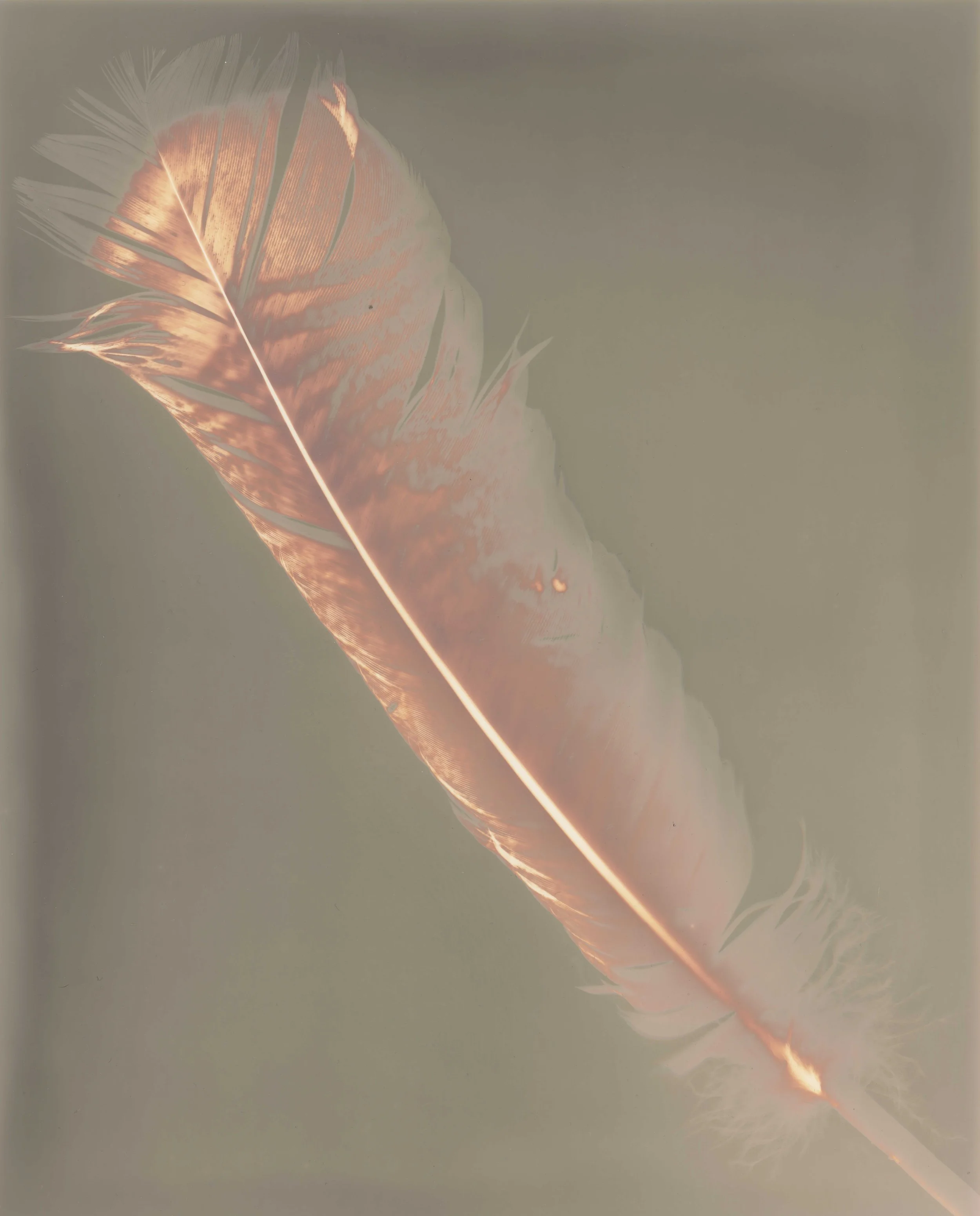 Turkey Feather