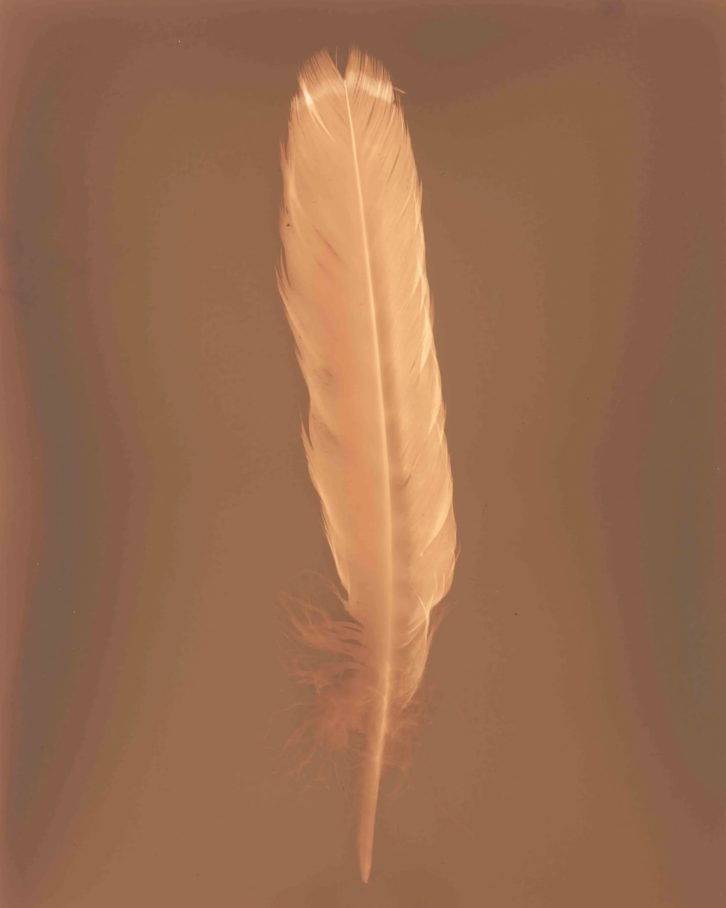 Hawk Feather