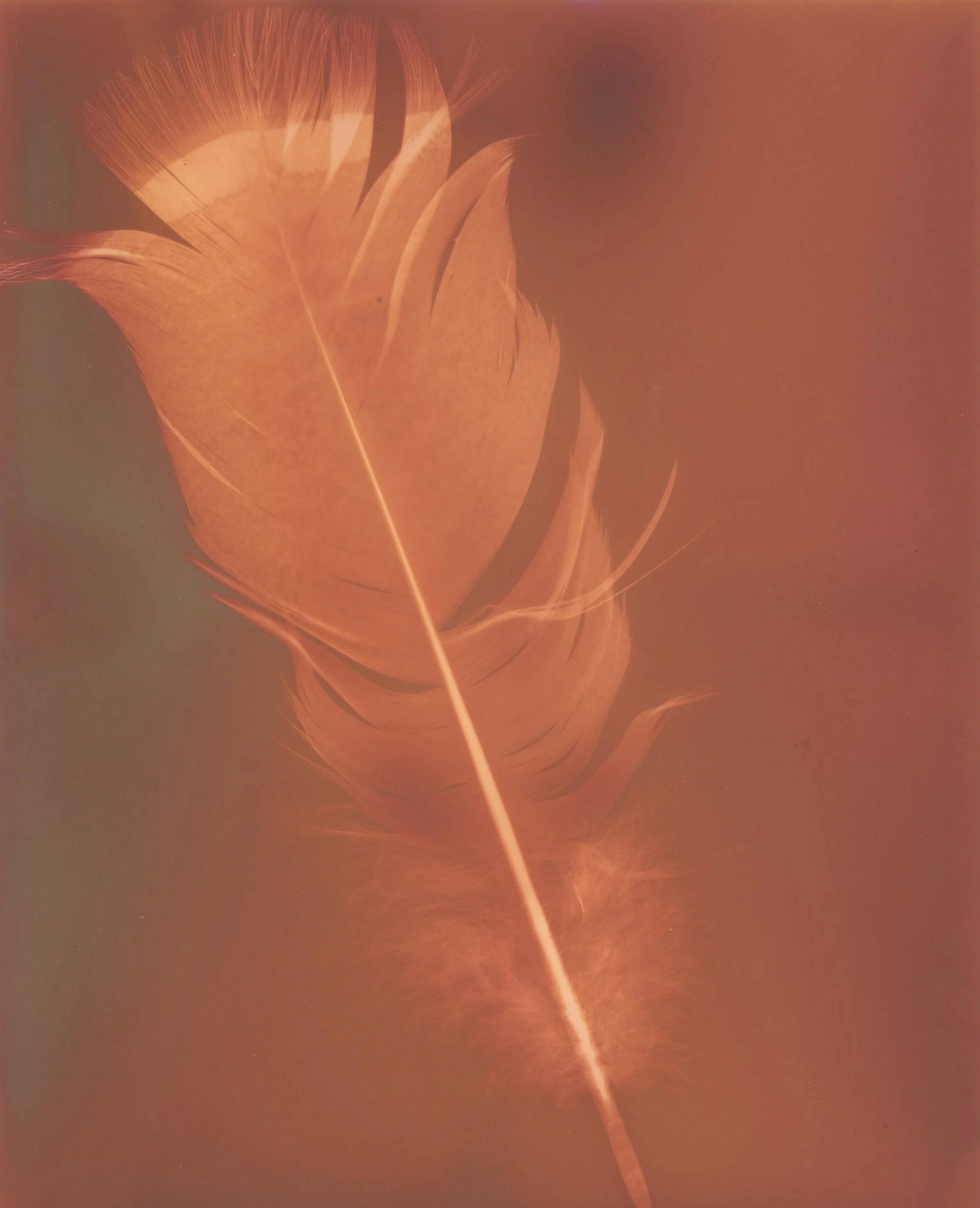 Turkey Feather April