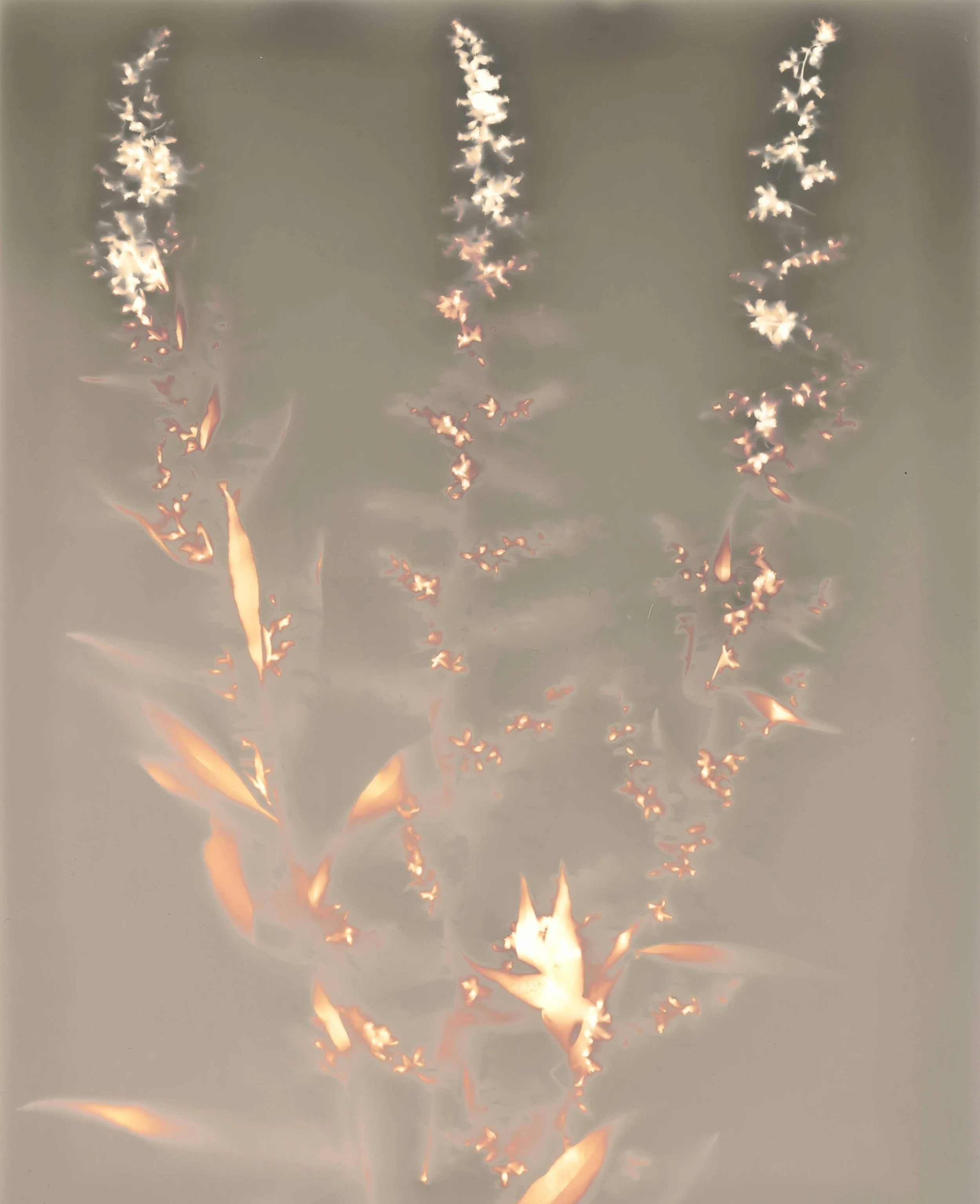 Mugwort on Expired Paper