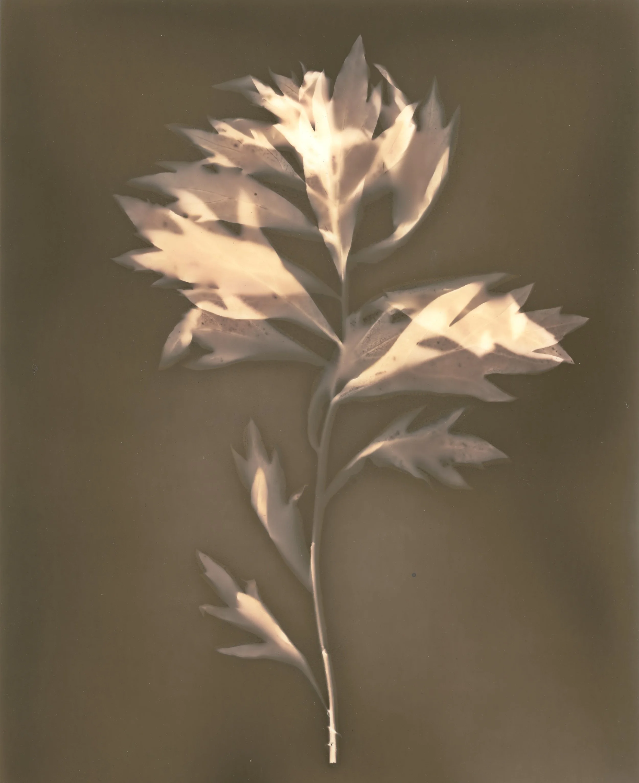 Mugwort on Expired Paper 2