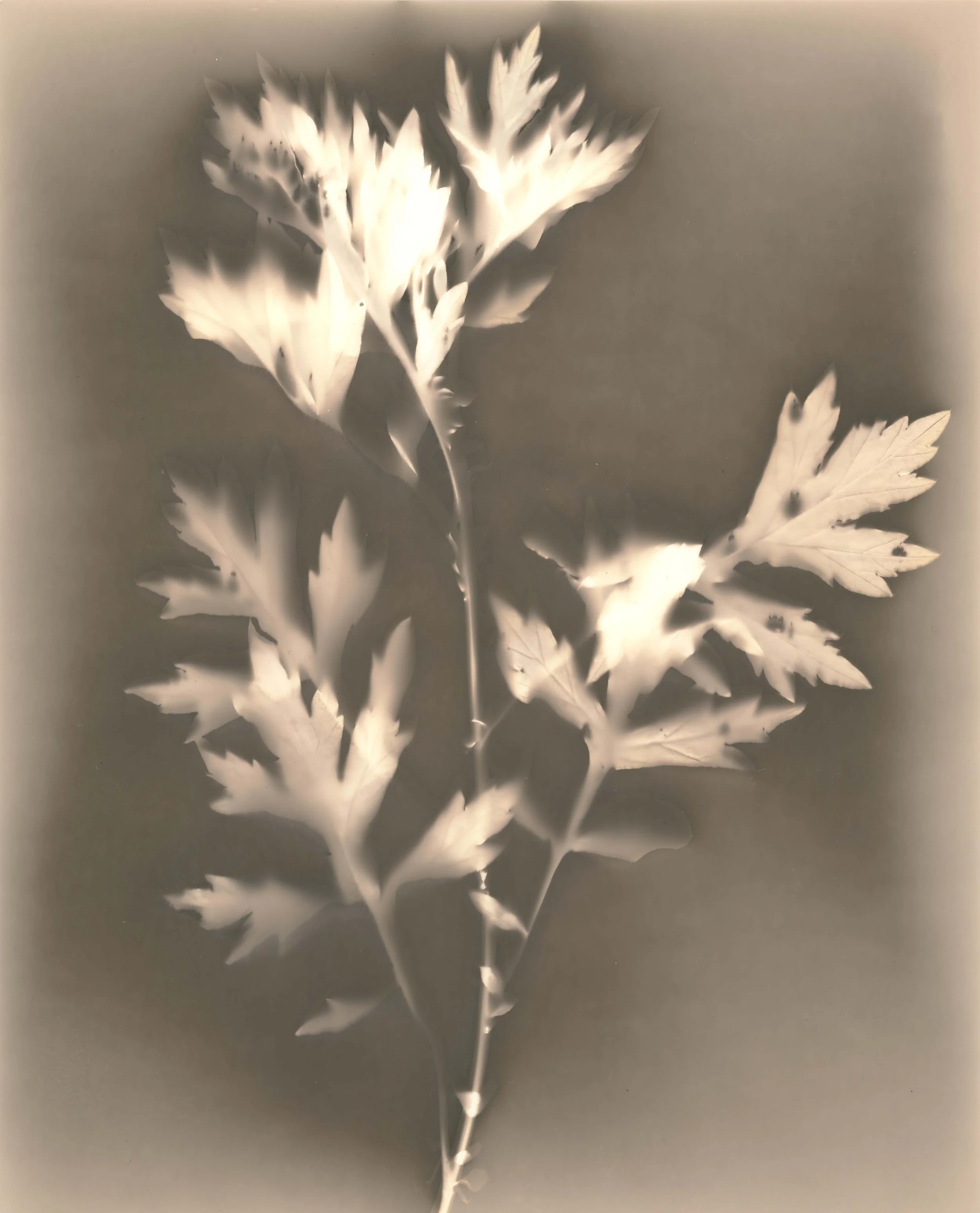 Mugwort