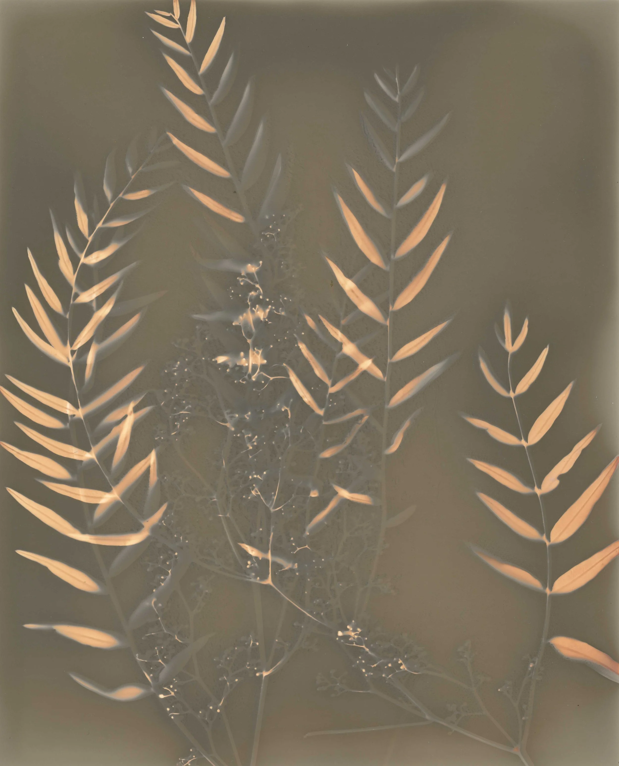 Pepper Tree May 2026