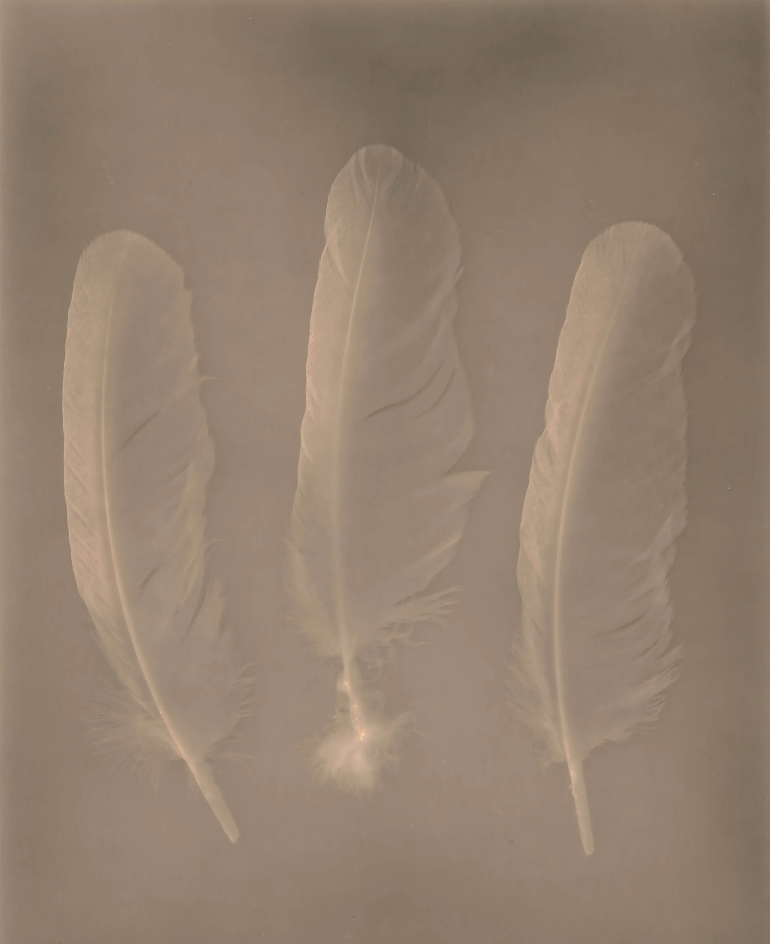 Owl Feathers