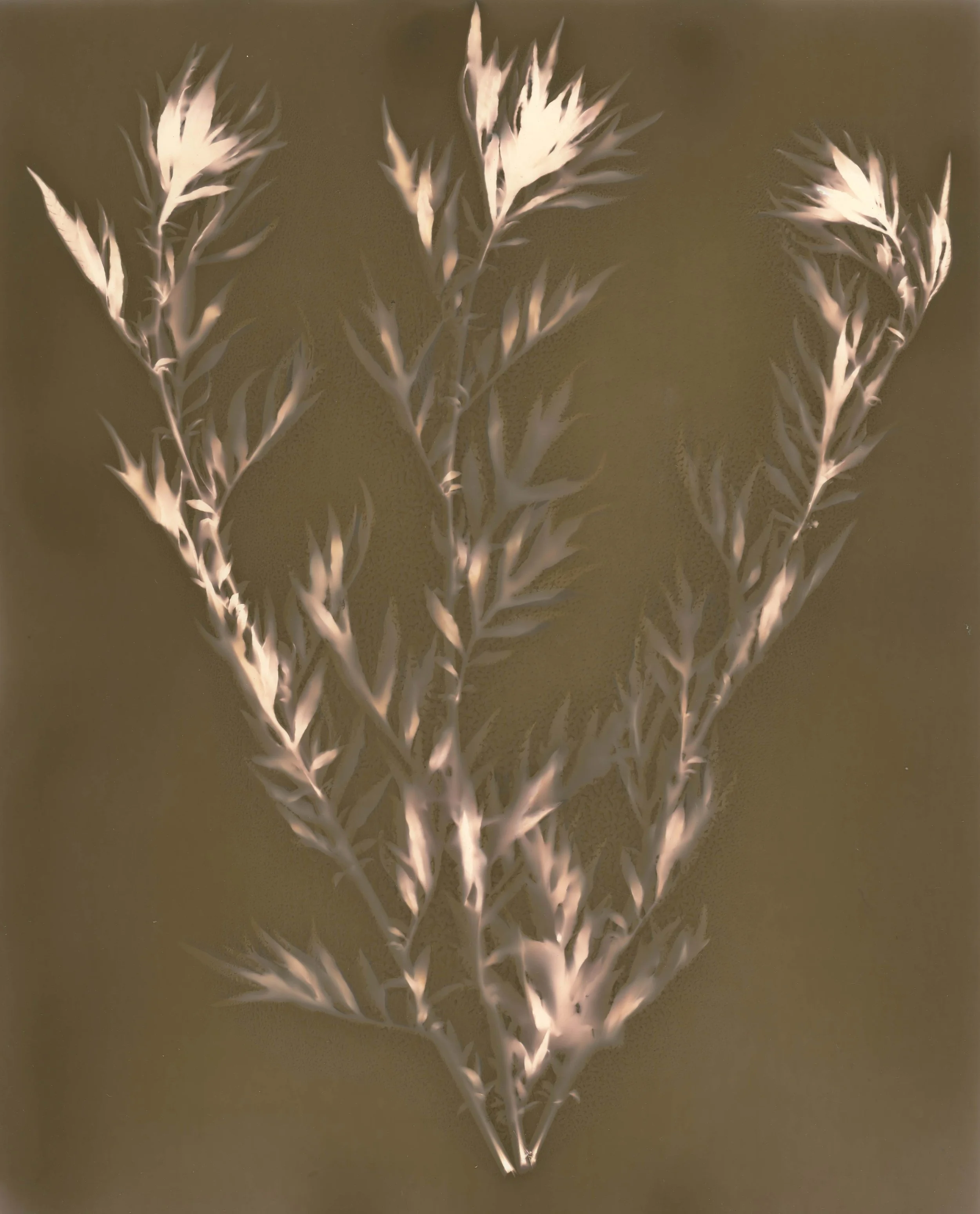 Mugwort 2025