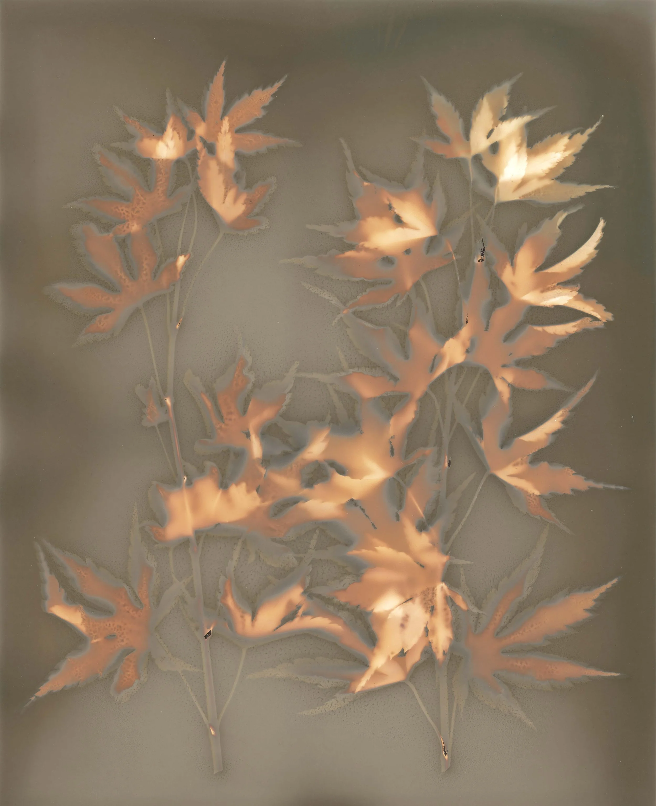 Maple