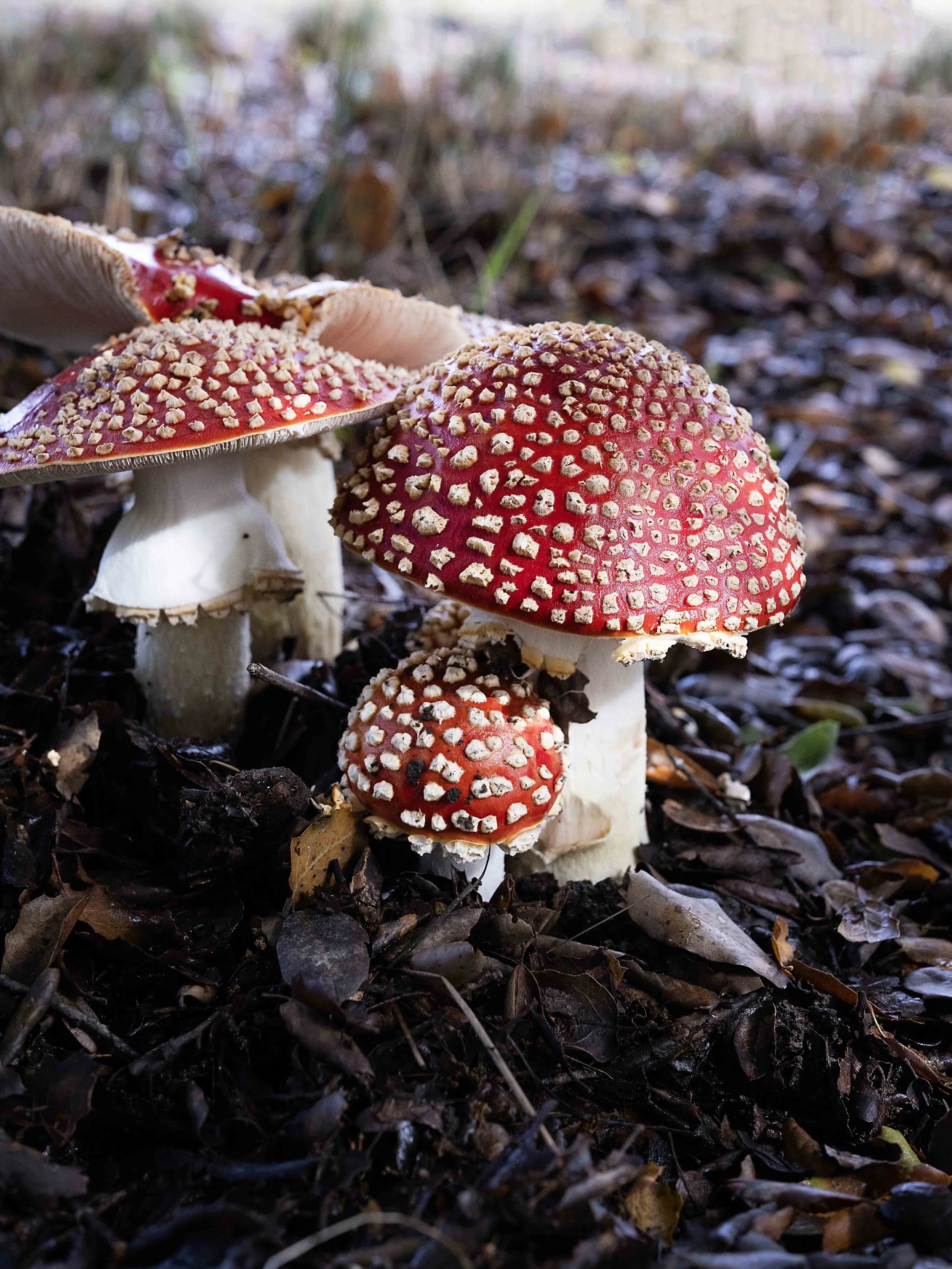 Fly Agaric