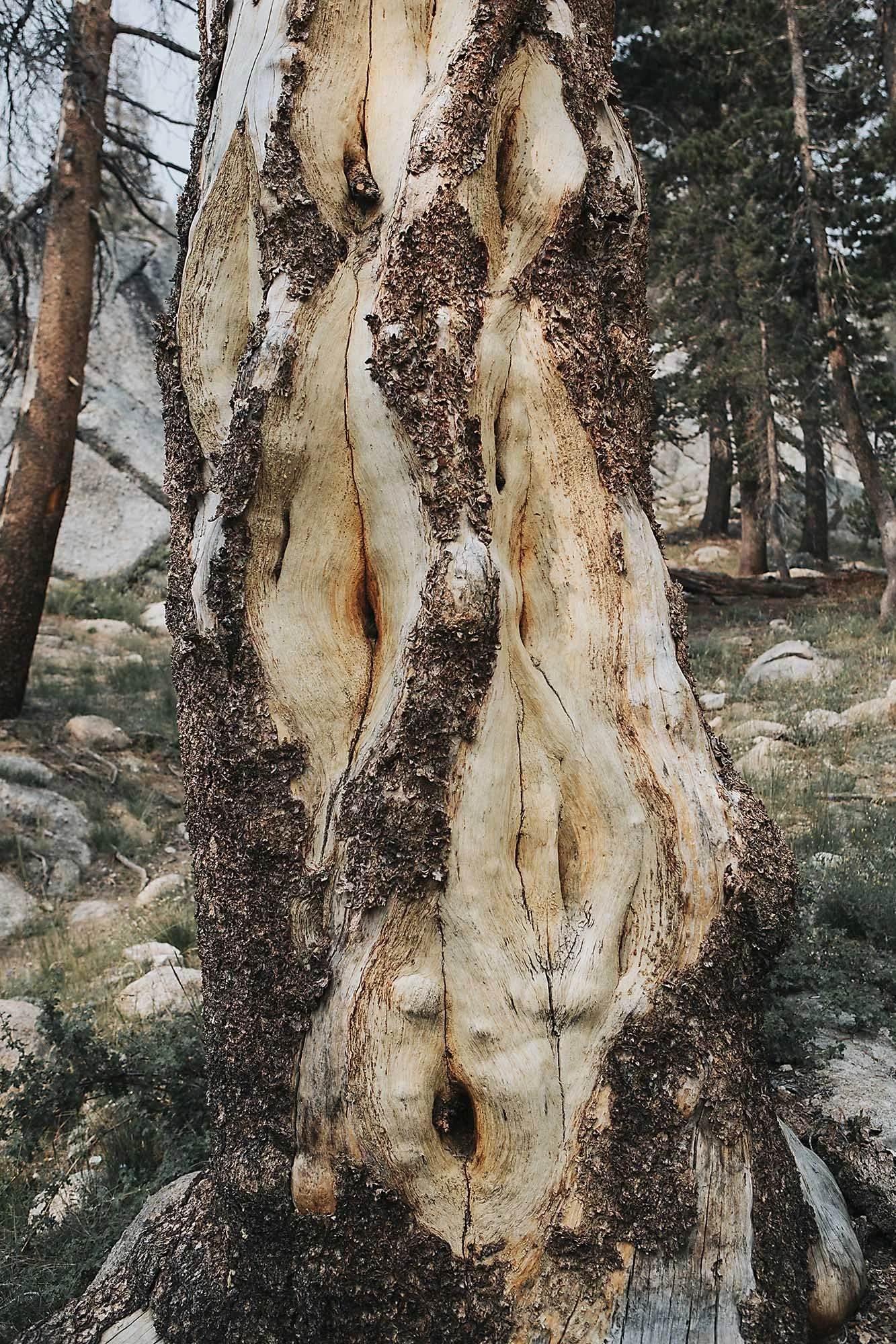 Mother Tree