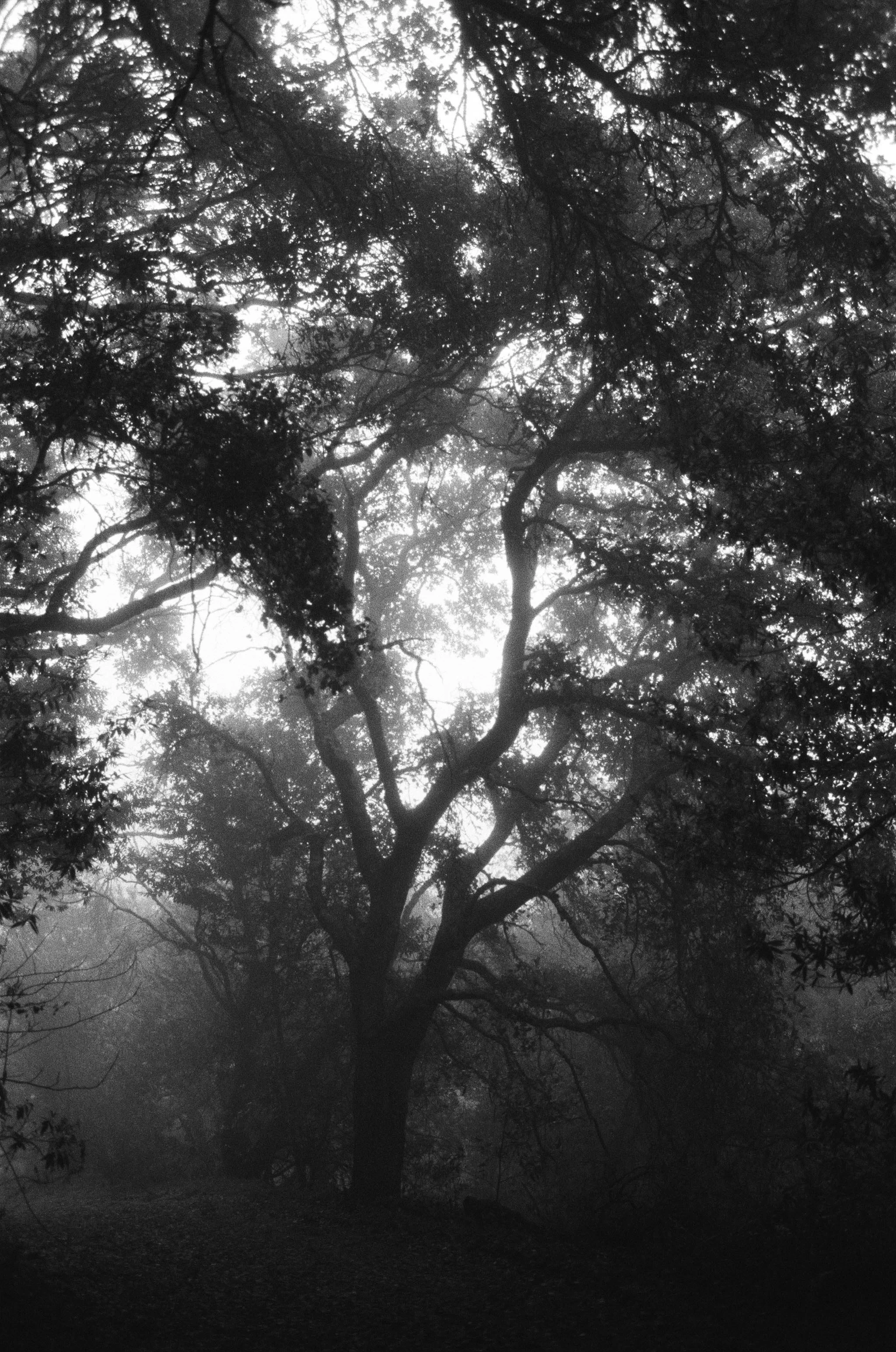 Oak
