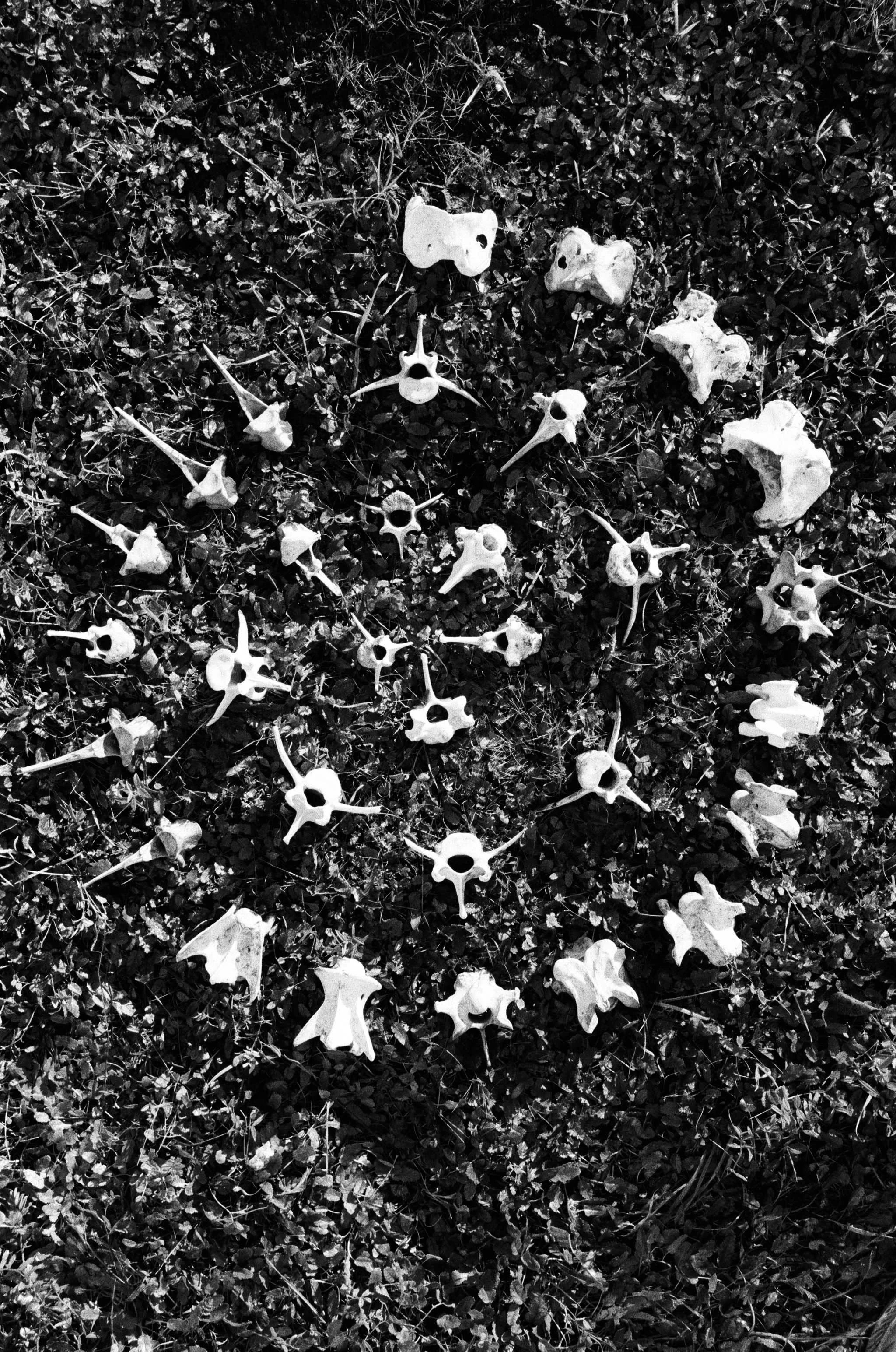 Bone Spiral