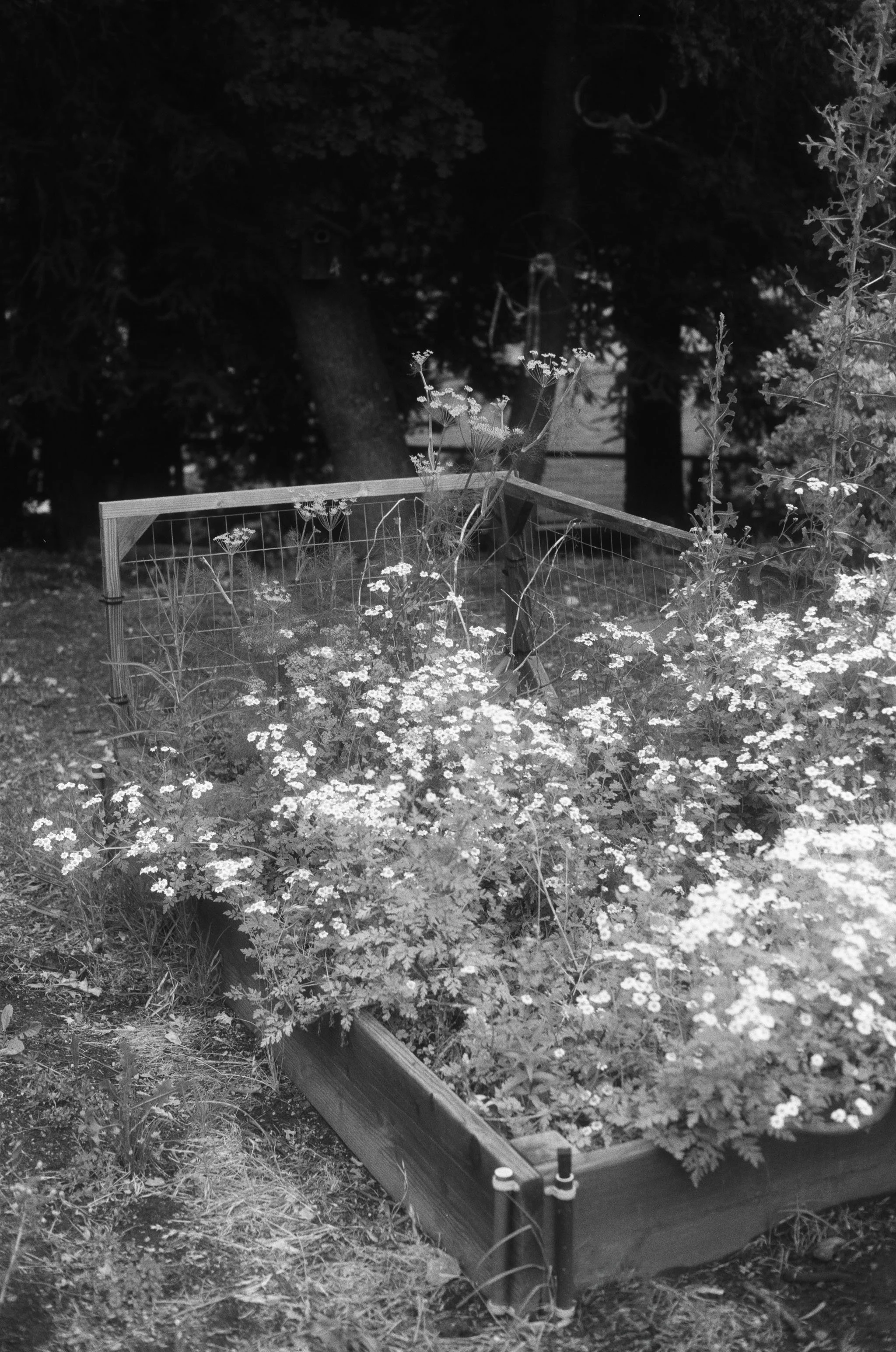 Feverfew