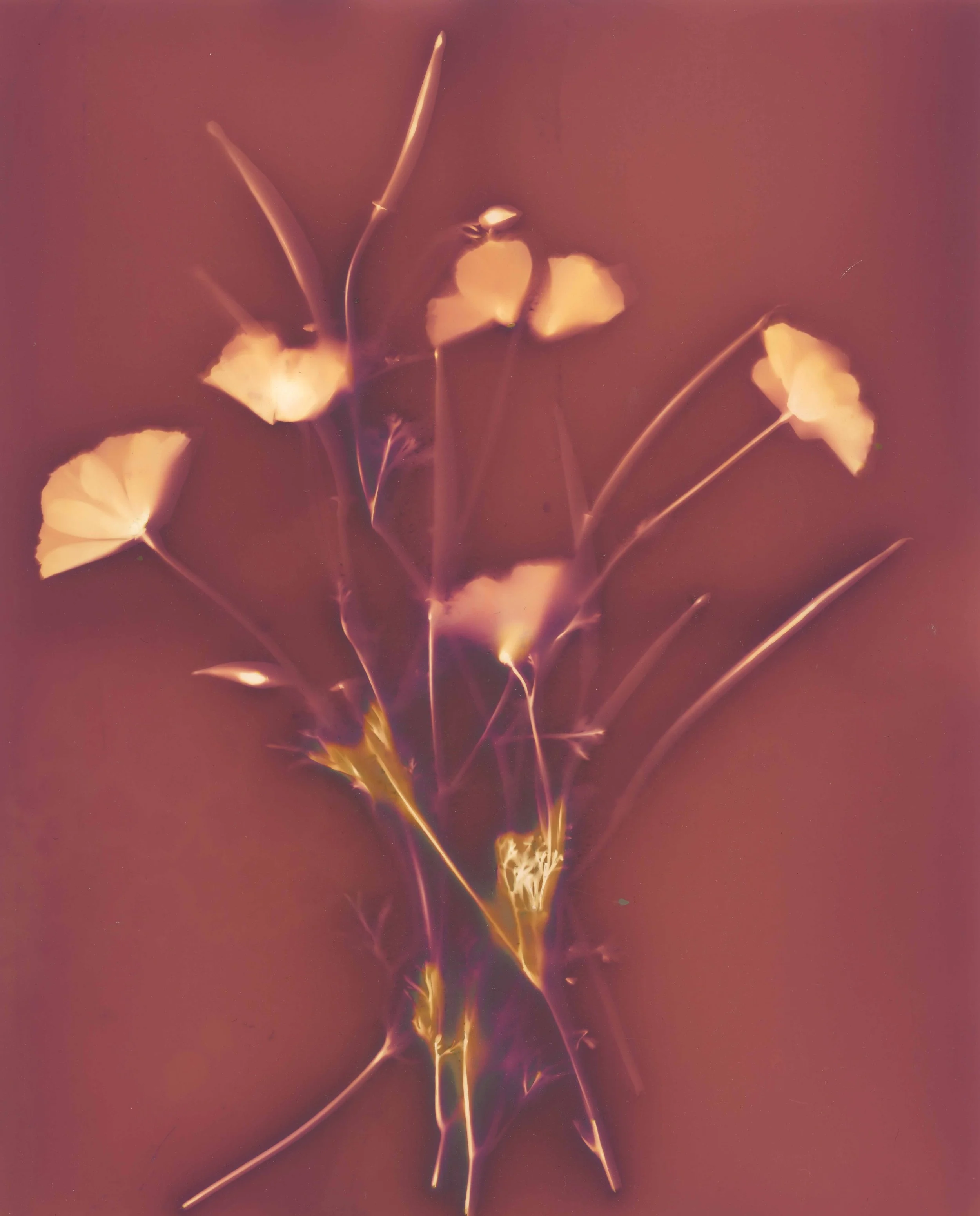 Poppies July 2025 copy.jpg