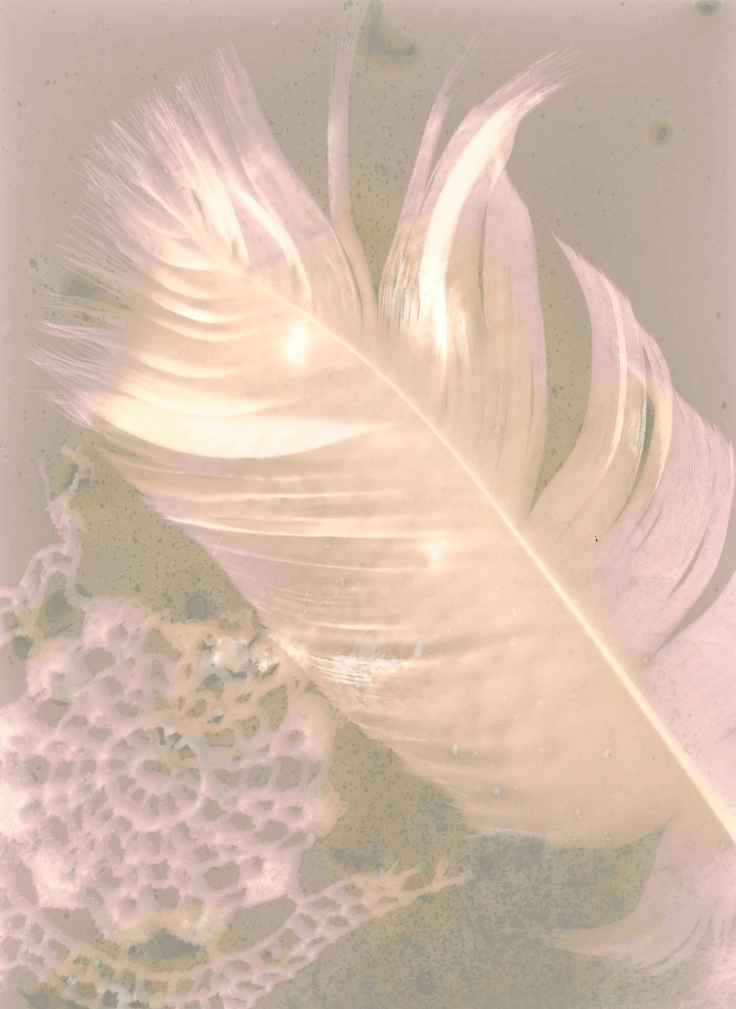 original lumen print 1.jpg