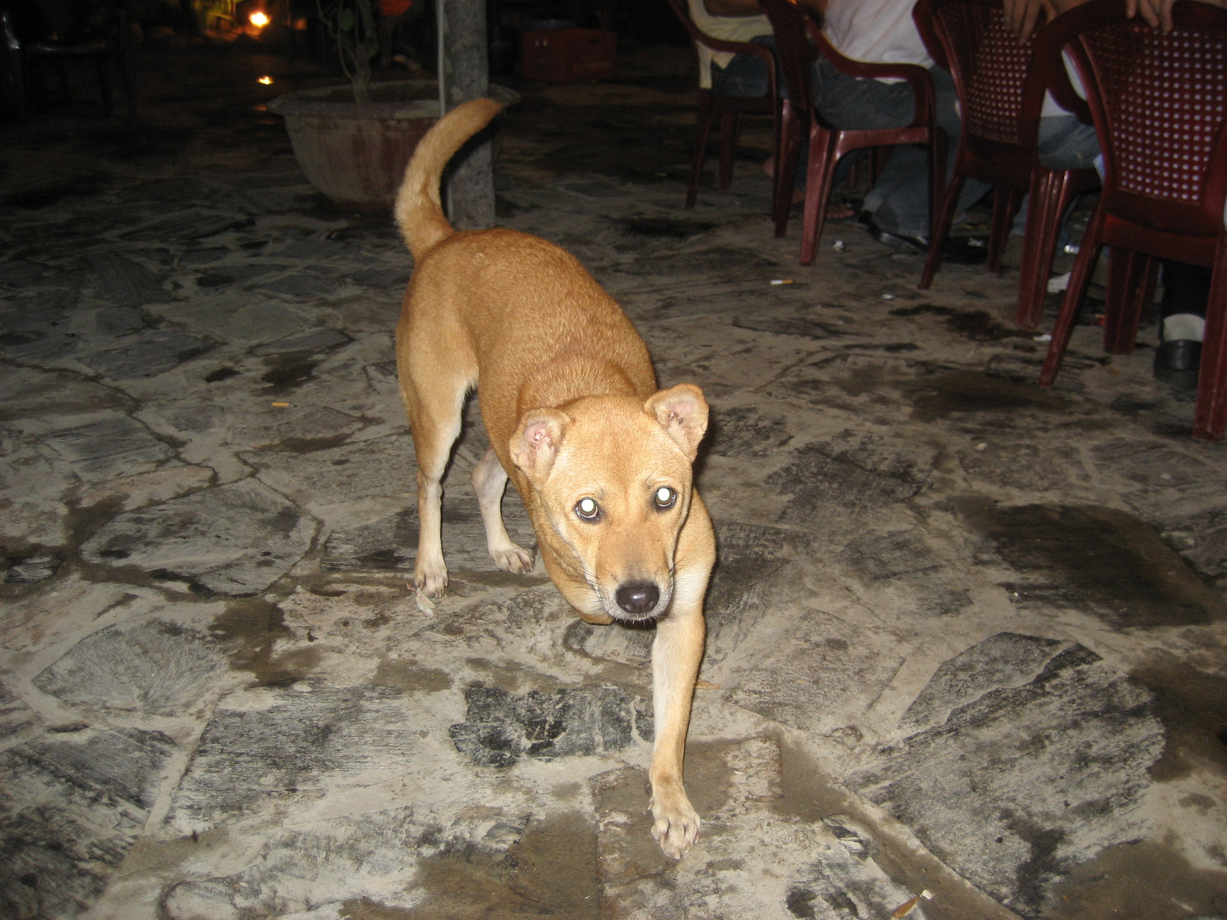 People eat dogs here, I guess sometimes not all at once.