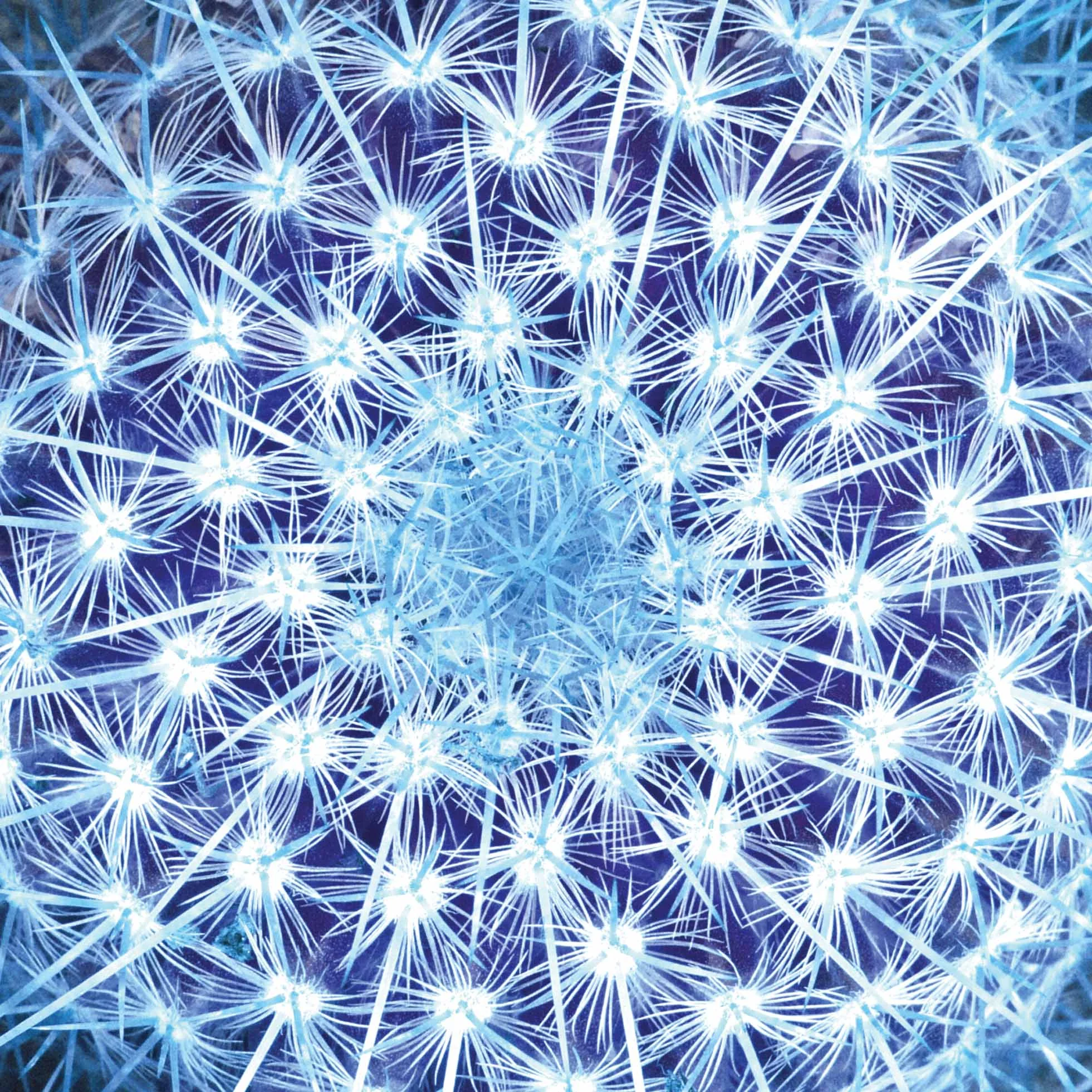 Copy of Blue Cactus.jpg