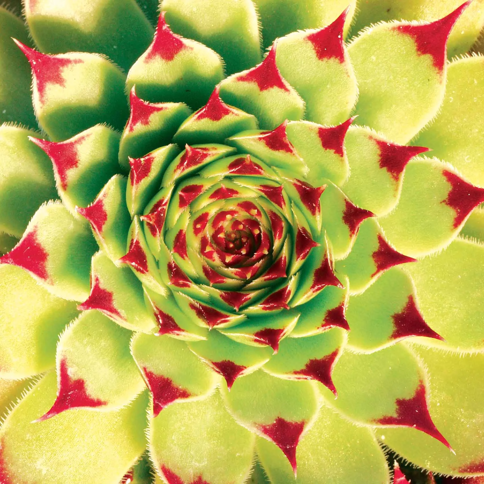 Copy of Sempervivum Catus.jpg
