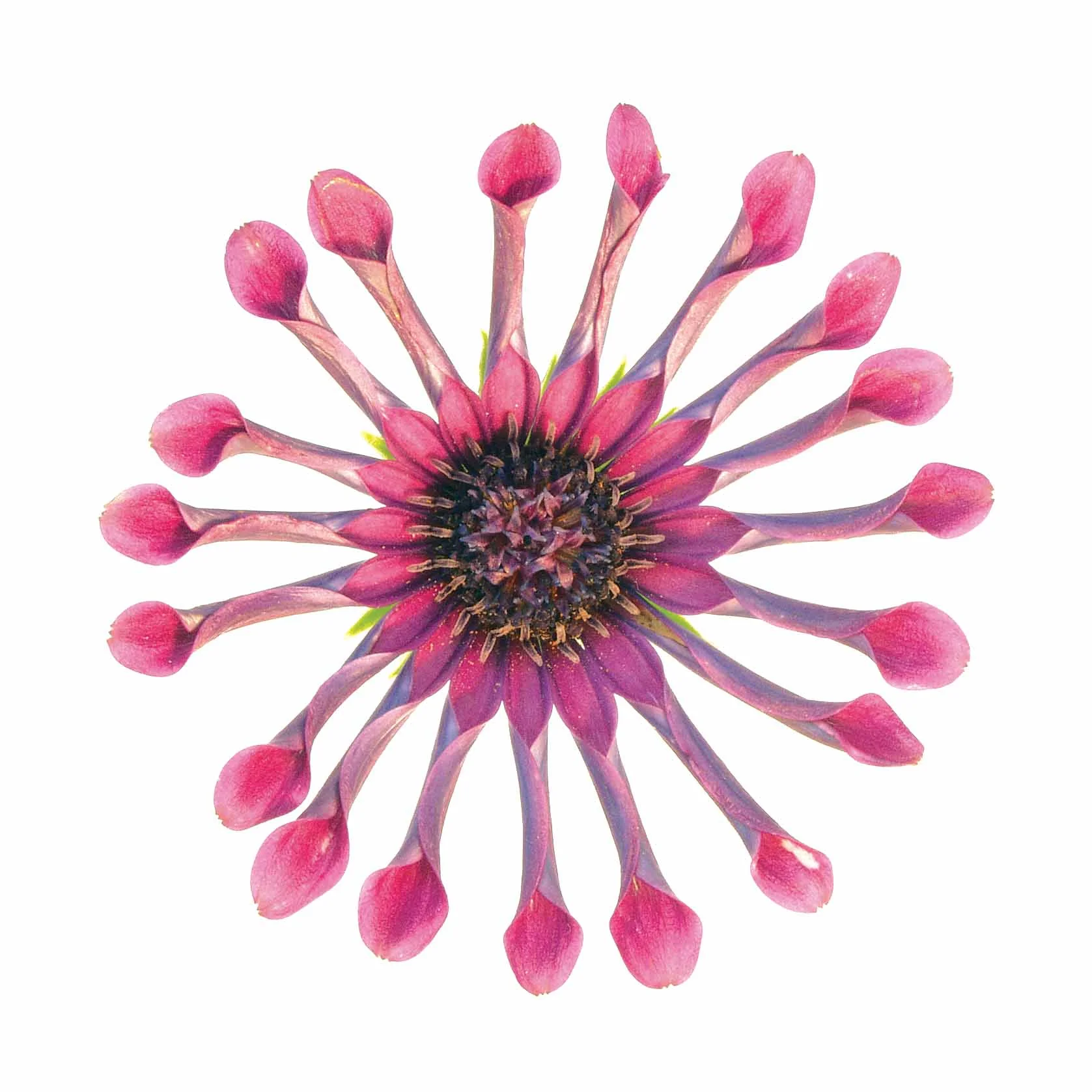Copy of South African Daisy.jpg