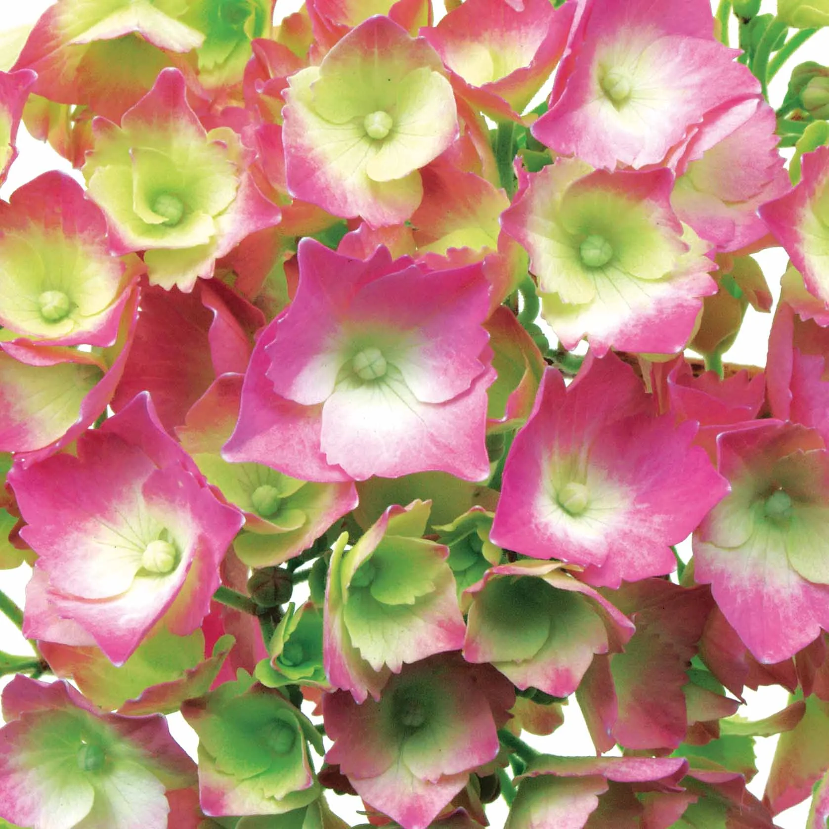 Hydrangea.jpg