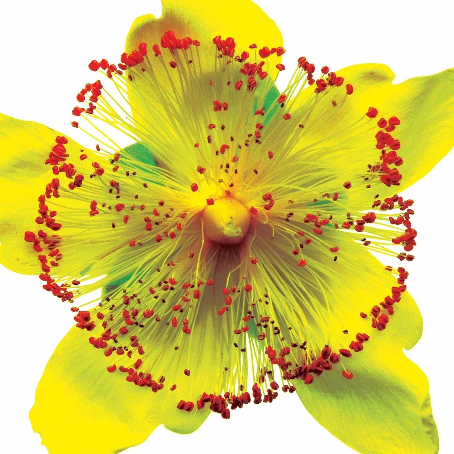 Copy of St.Johns wort.jpg