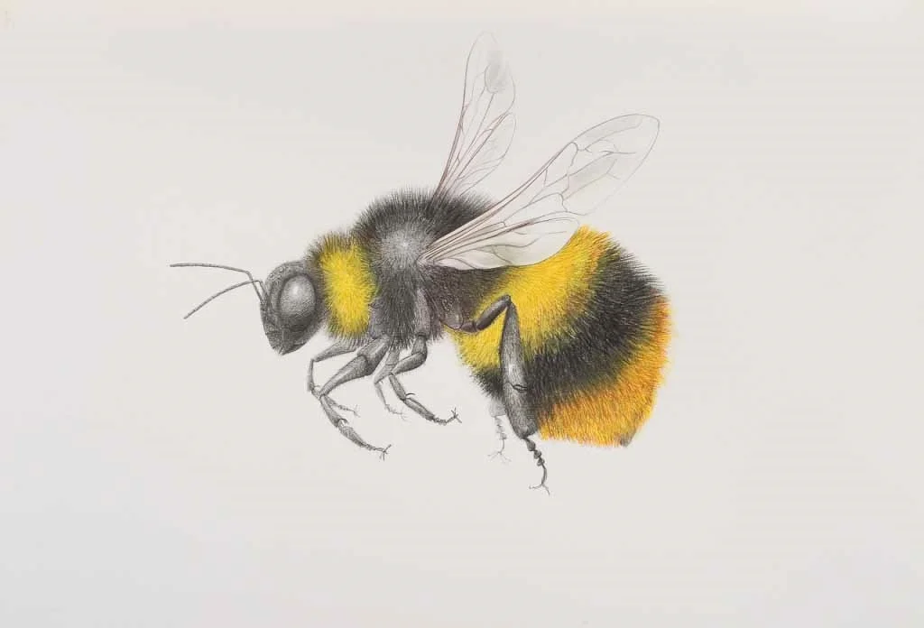 Bumble bee
