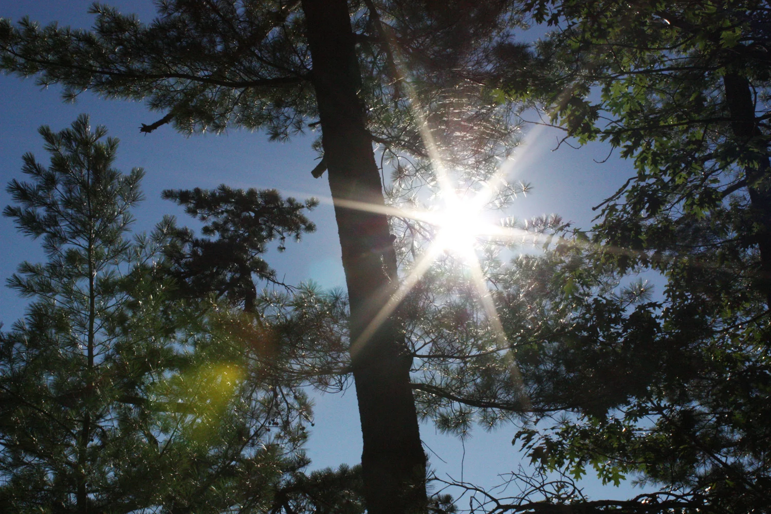 Light through the pines on a lazy August afternoon.