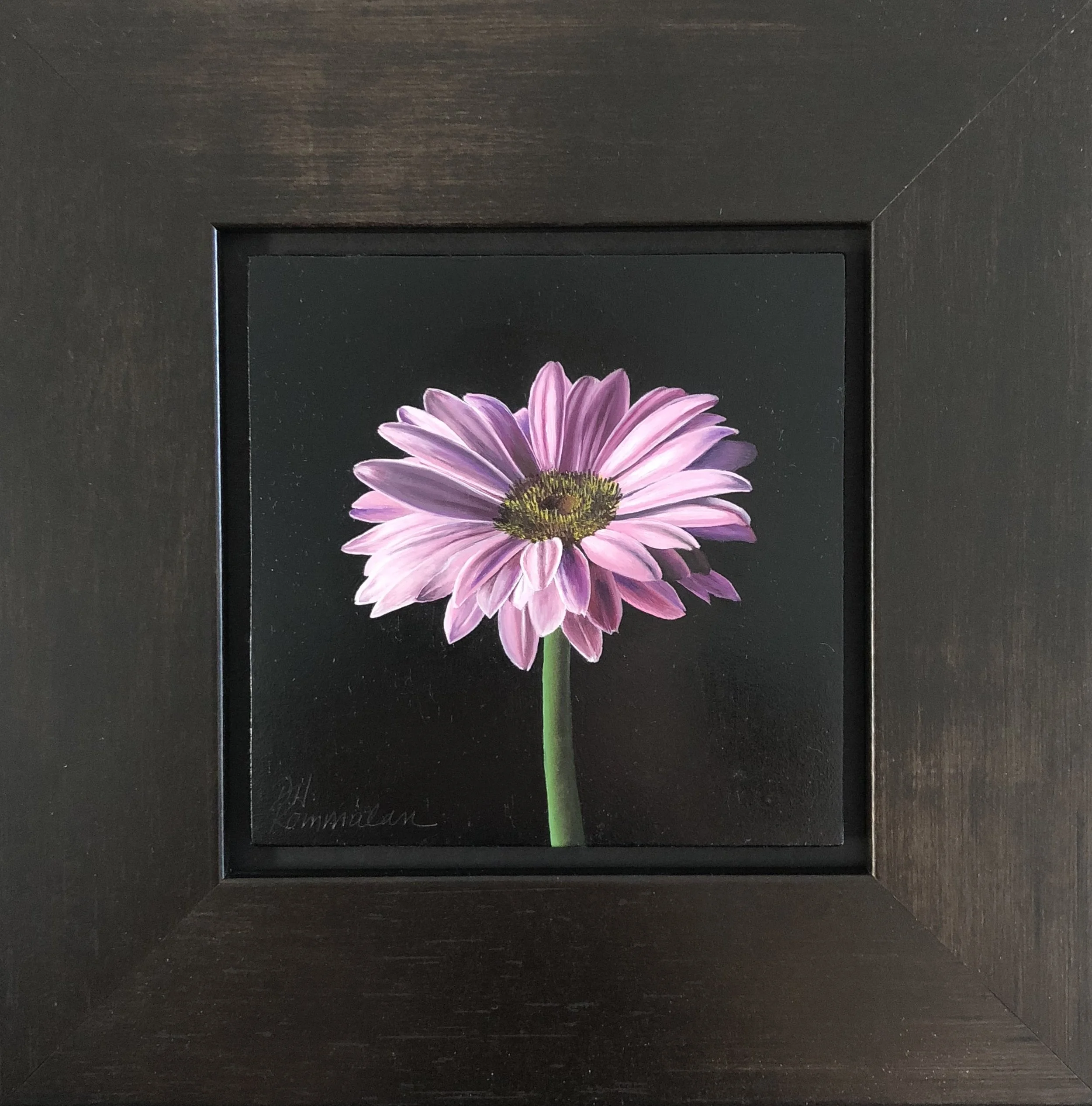 Pink Gerbera