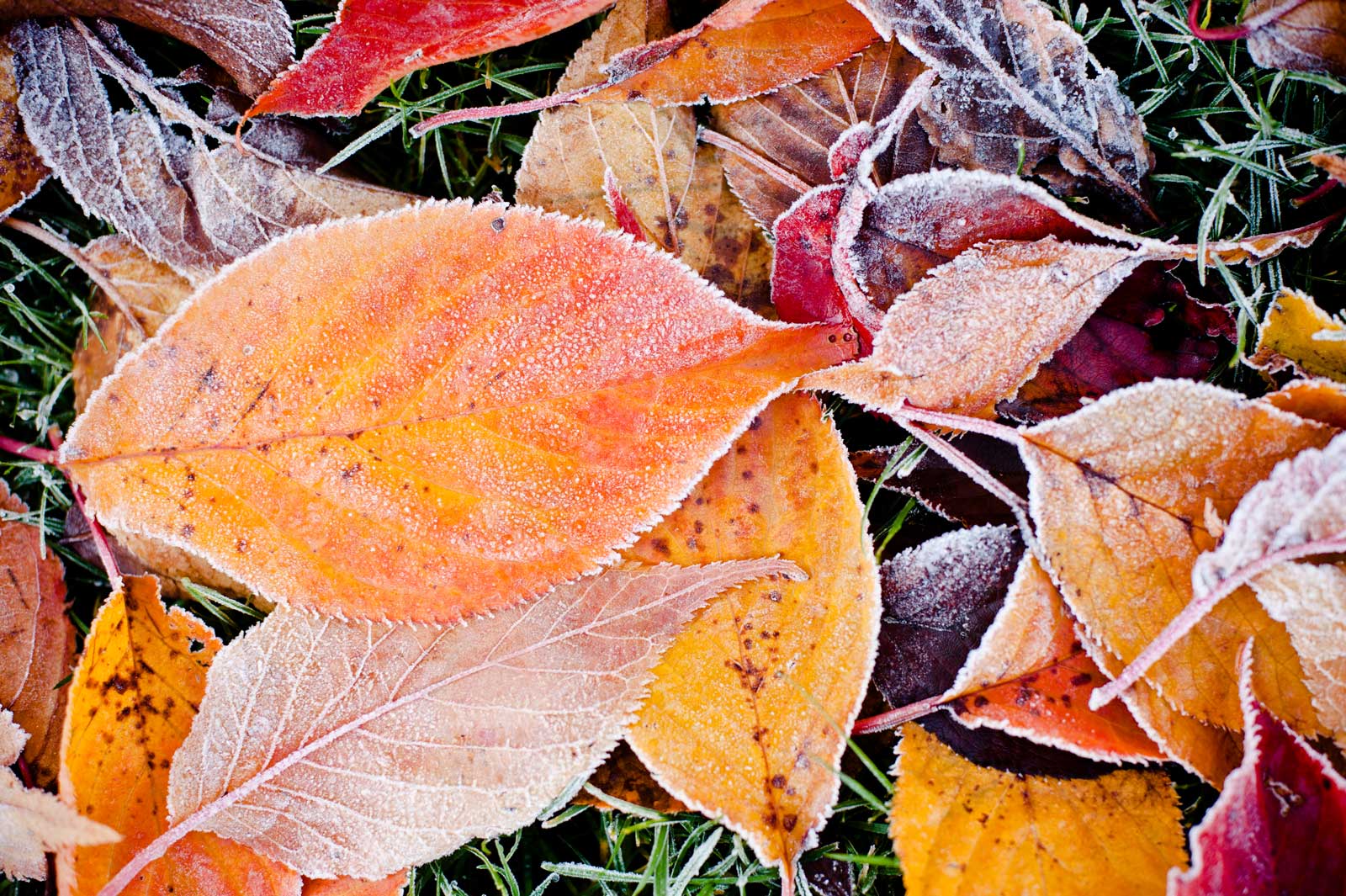 winter-leaves.jpg