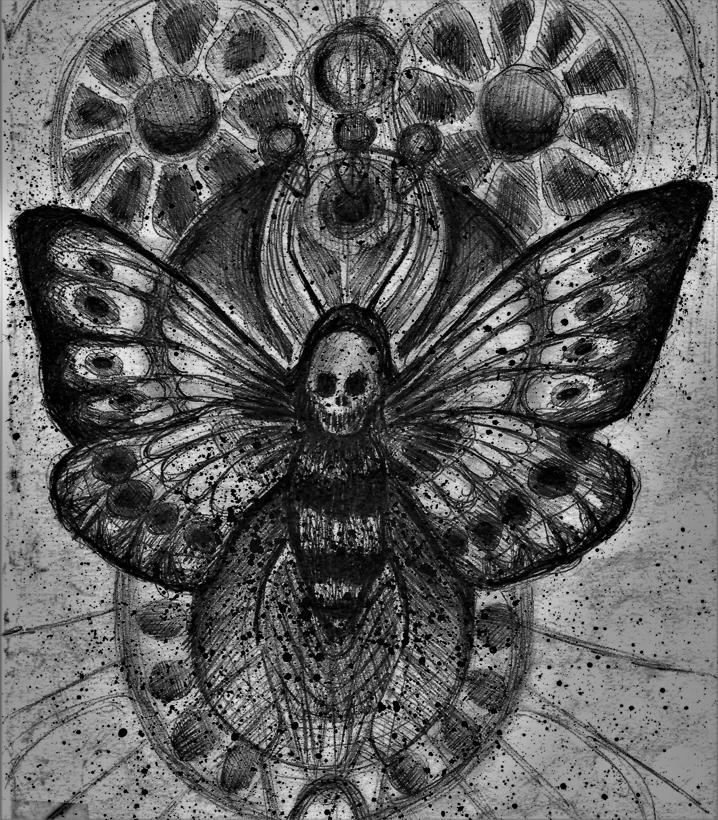 (Death head Moth) pen on paper