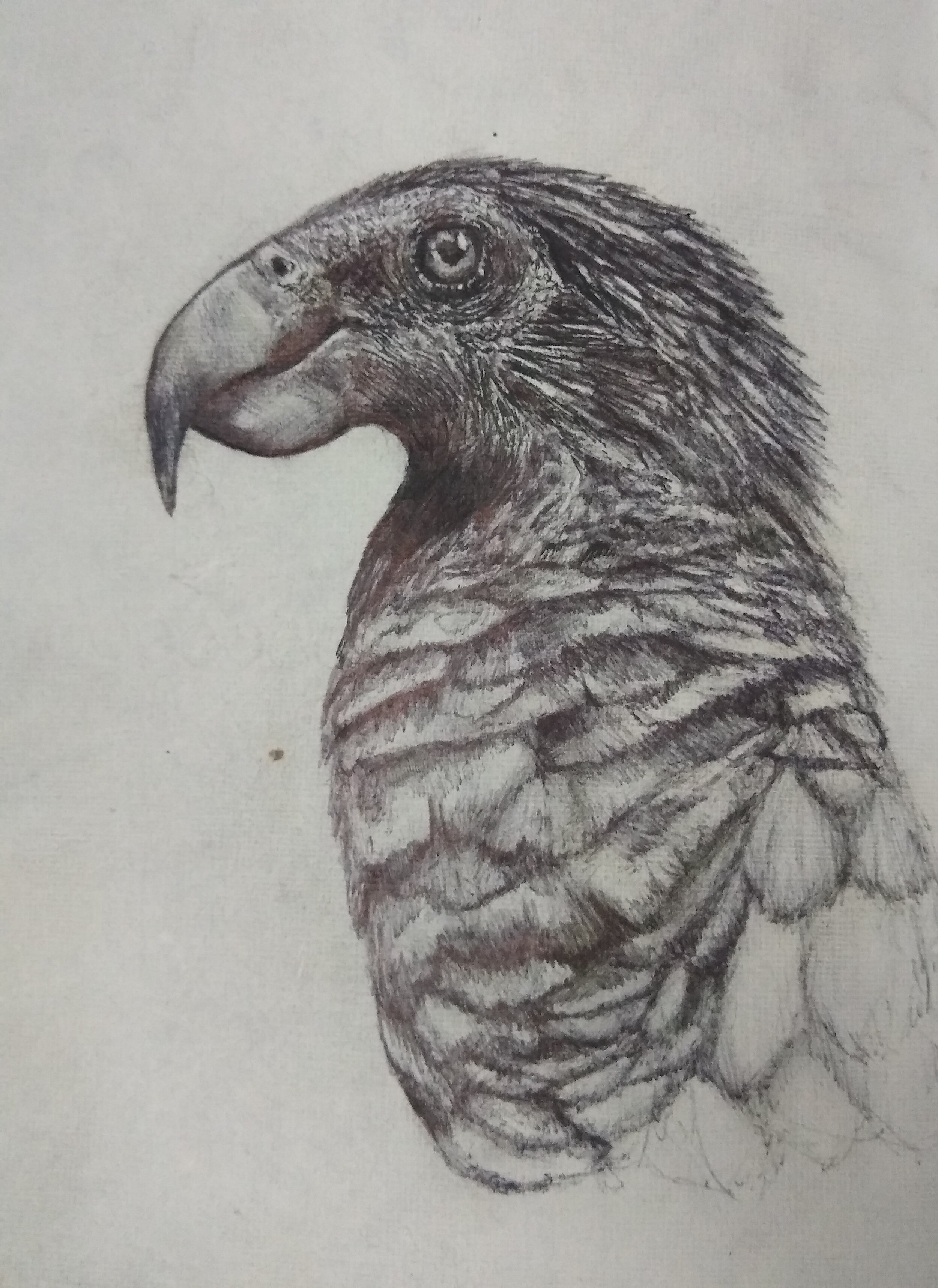 Study of Parrot