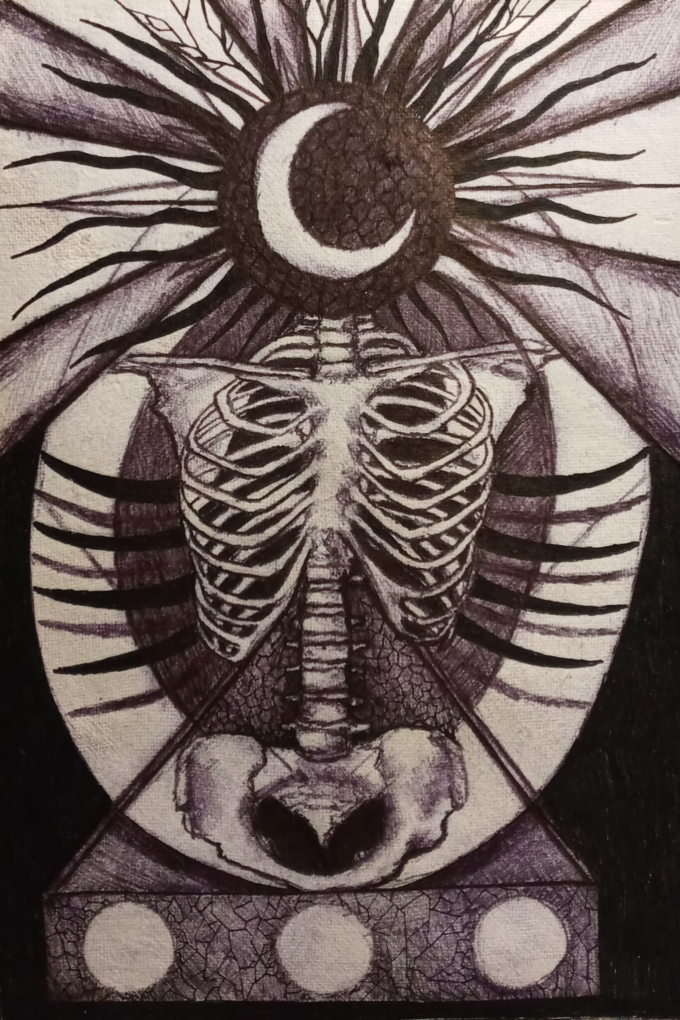 Study of ribcage. study of skull with eye on reverse side 