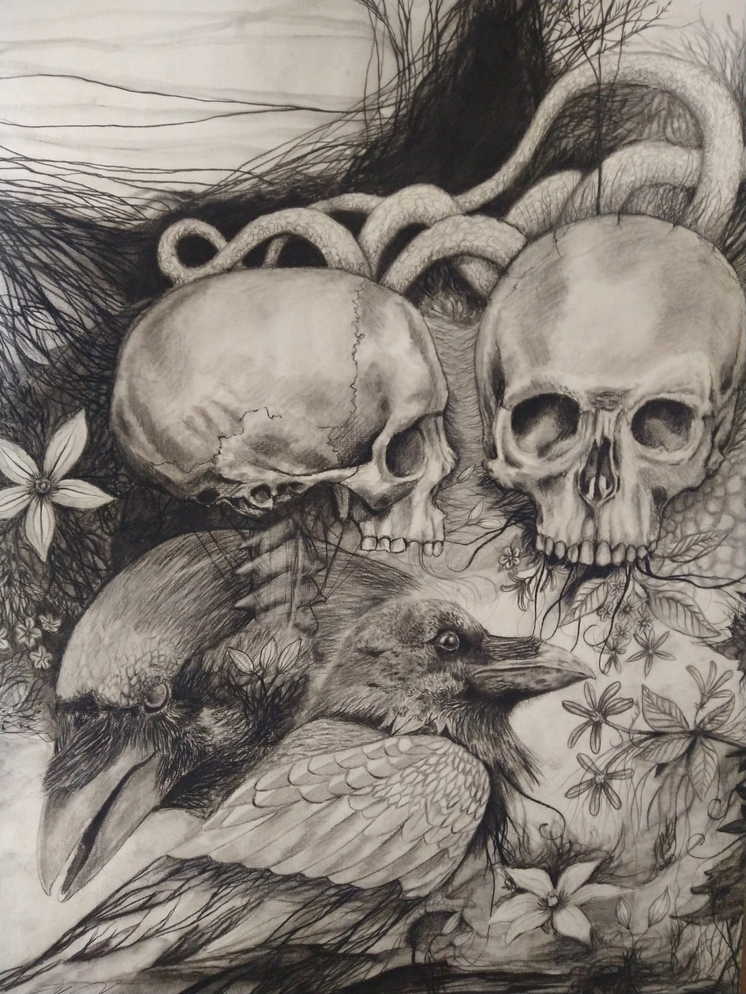 Study of skulls and ravens 