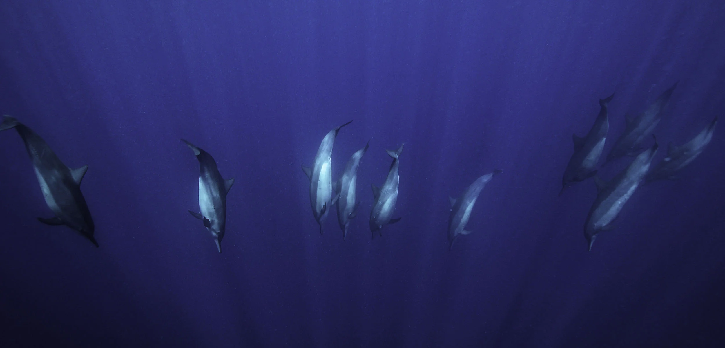 dolphins-great-barrier-reef.jpg