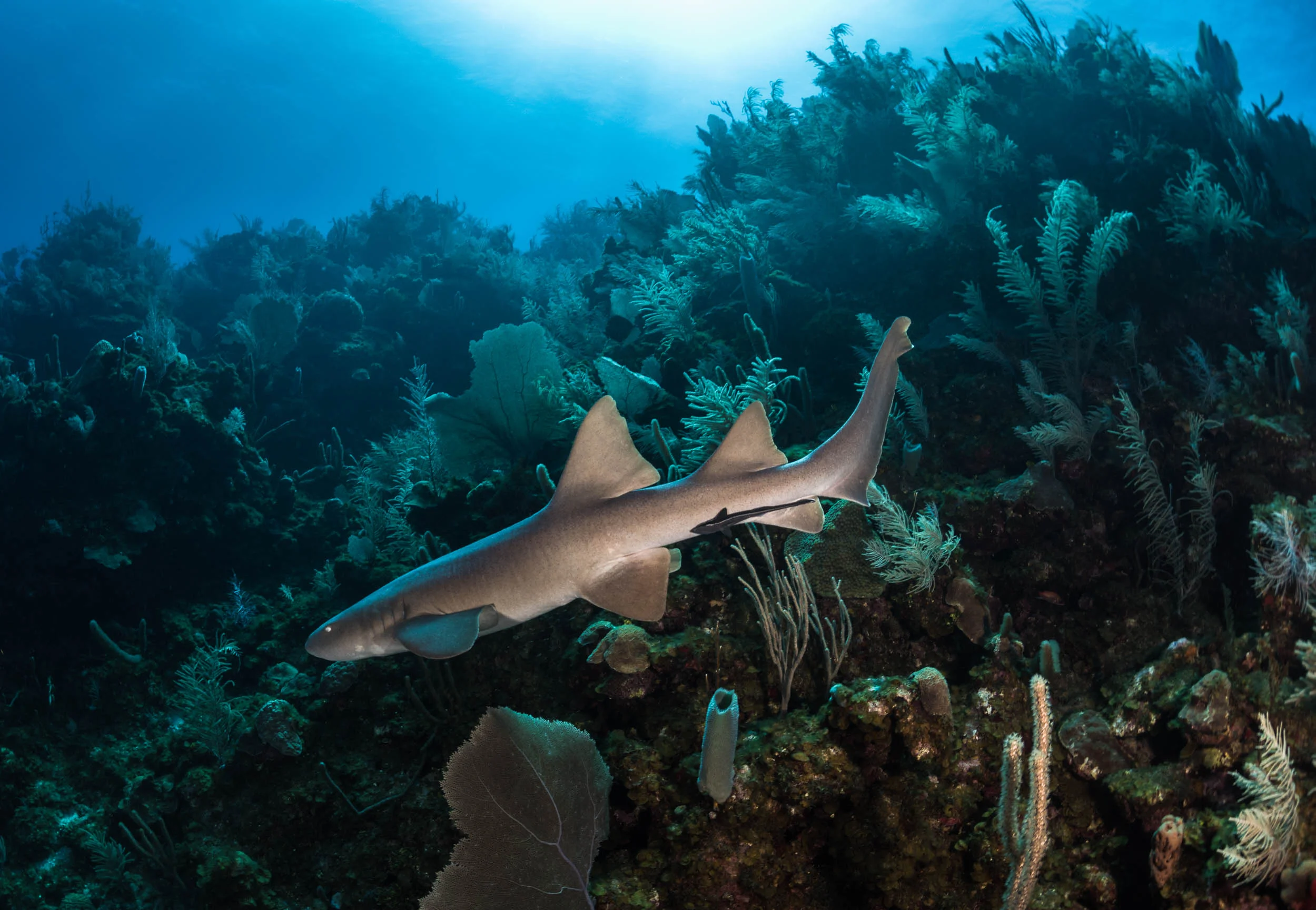 nurse-shark-utila-honduras-1.jpg