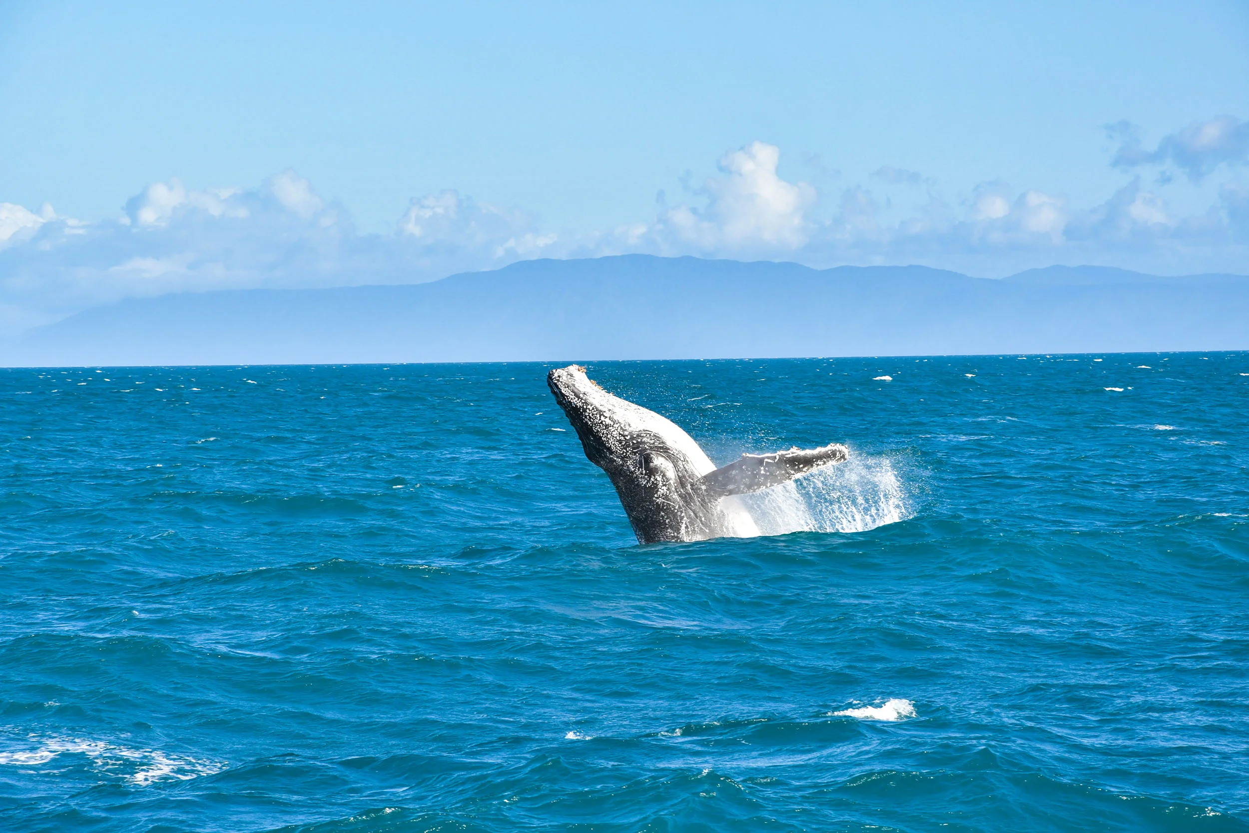 humpback-whale-australia-squarespace.jpg