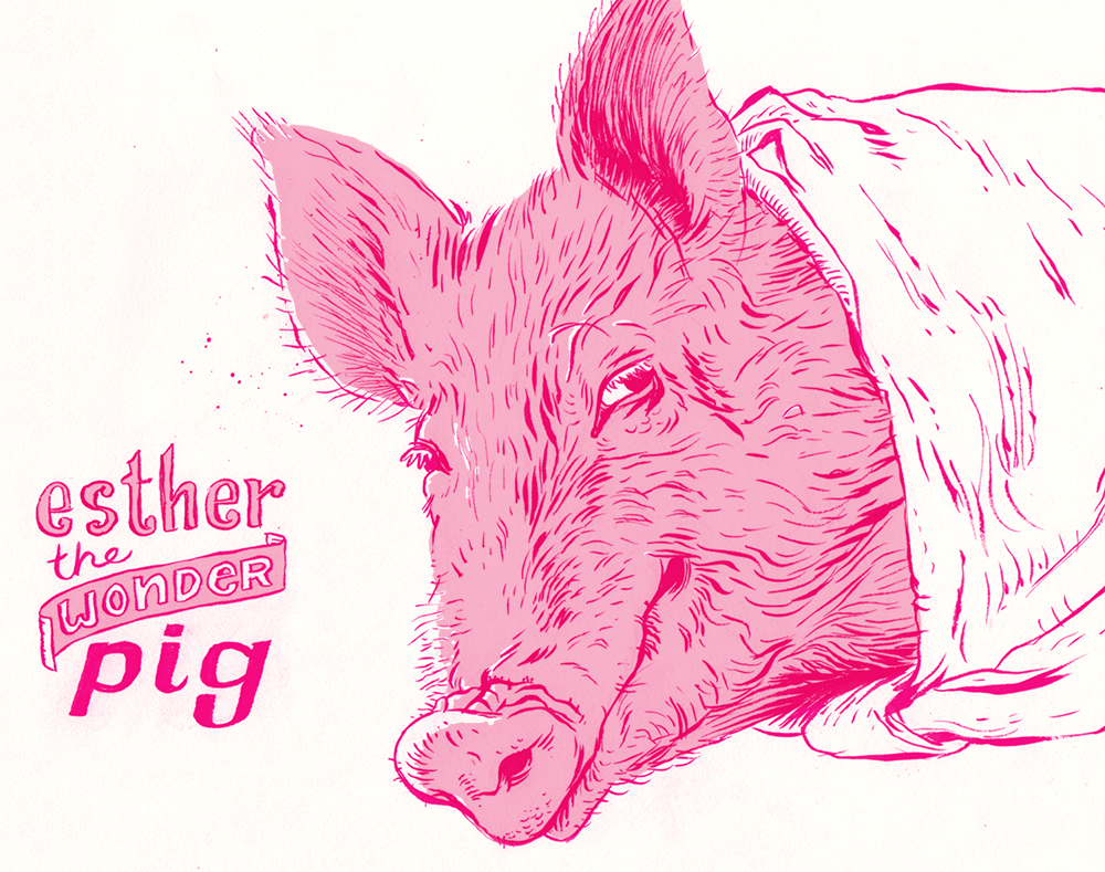 What a pig.
