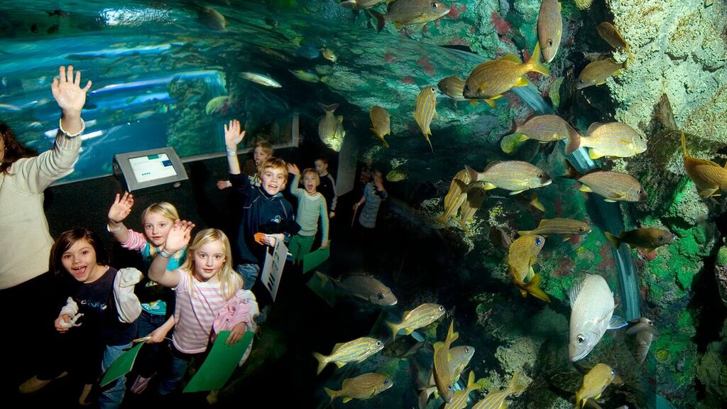 Aquarium Tunnel_preview.jpeg