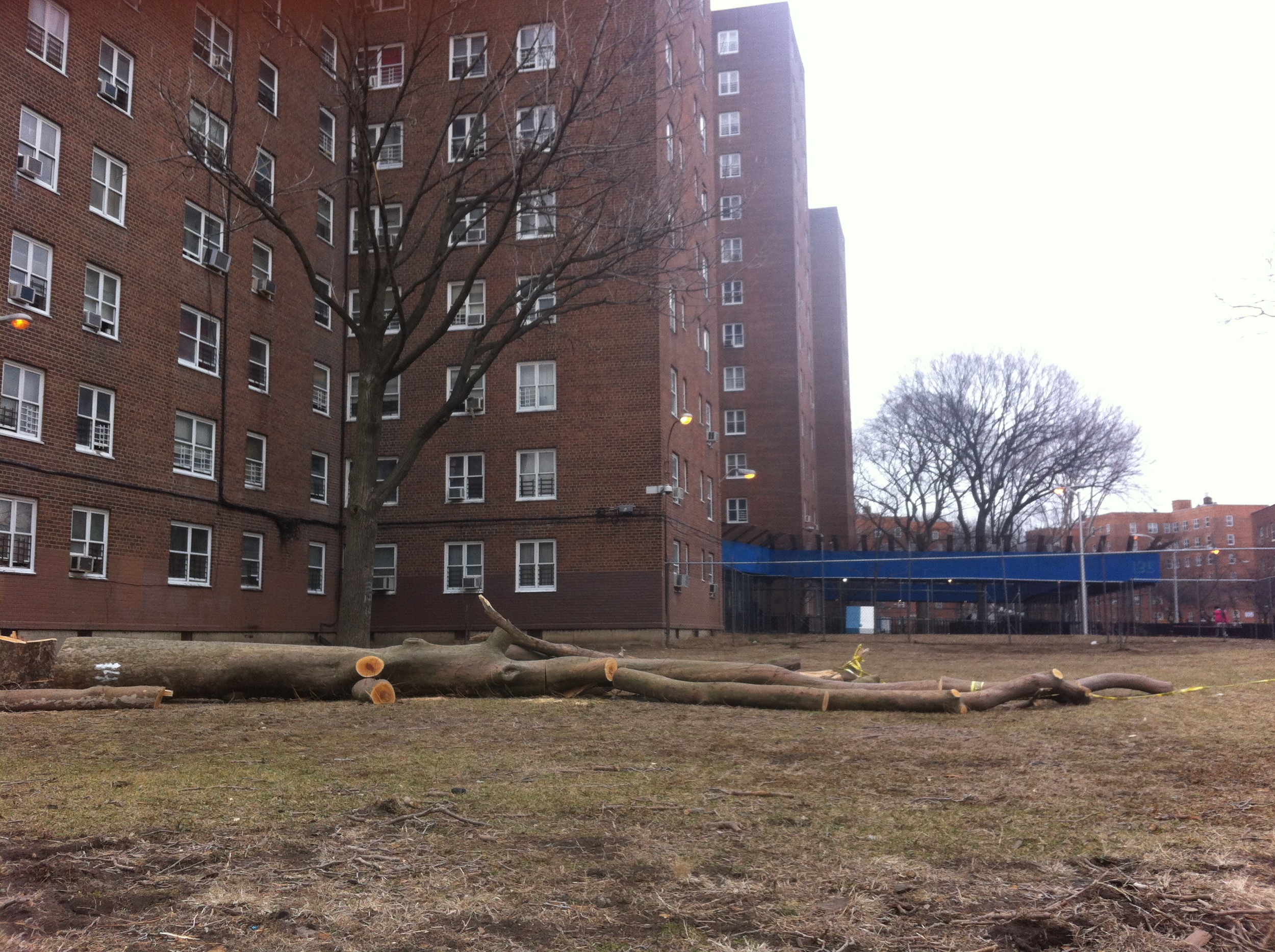 Over 50% of our Red Hook neighbors reside in NYCHA buildings. Post-Sandy, these buildings have been shrouded in scaffolding, for reasons unknown to many. Mold is rampant. Diesel fumes from external boilers infect the air. Dozens of large trees were cut down in 2014, having been killed by salt water from Sandy.