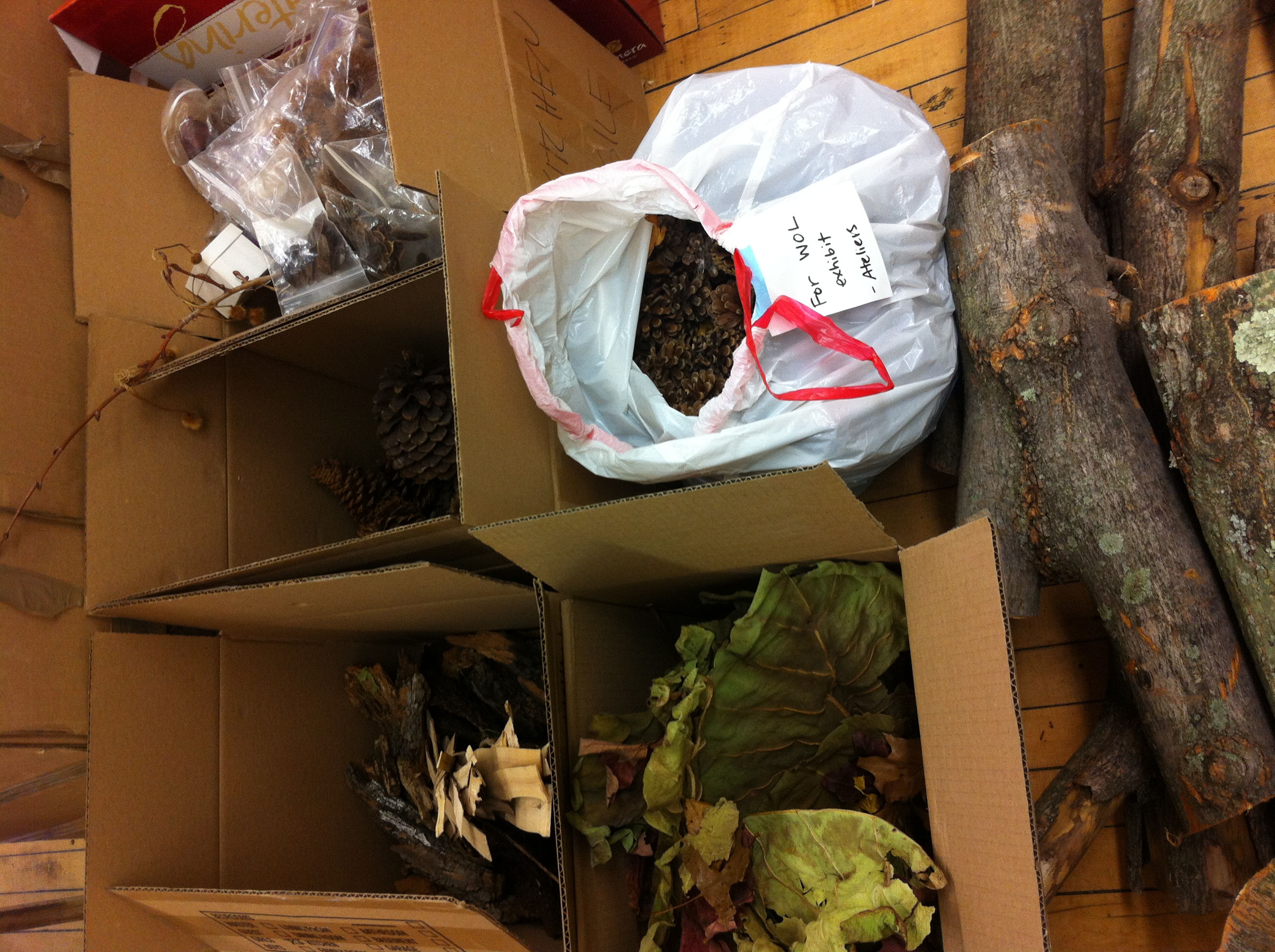My BNS/Beginnings Studio colleague Rachel Schwartzman and her daughter Mila sorted a huge selection of natural objects into a pile marked "WOODLAND ATELIER." We can't wait to take children and educators to this studio and to see them interact with these beautiful materials, some of which include our very own seed and seed pod collection that dates back up to 20 years (see top right corner)!