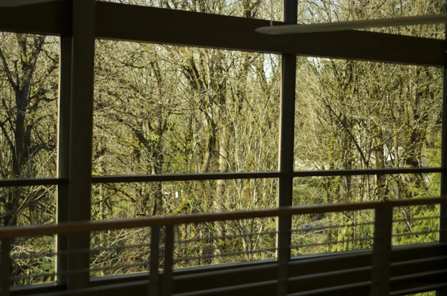 View from the library of treetops.