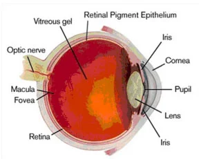 Schematic of the Eye