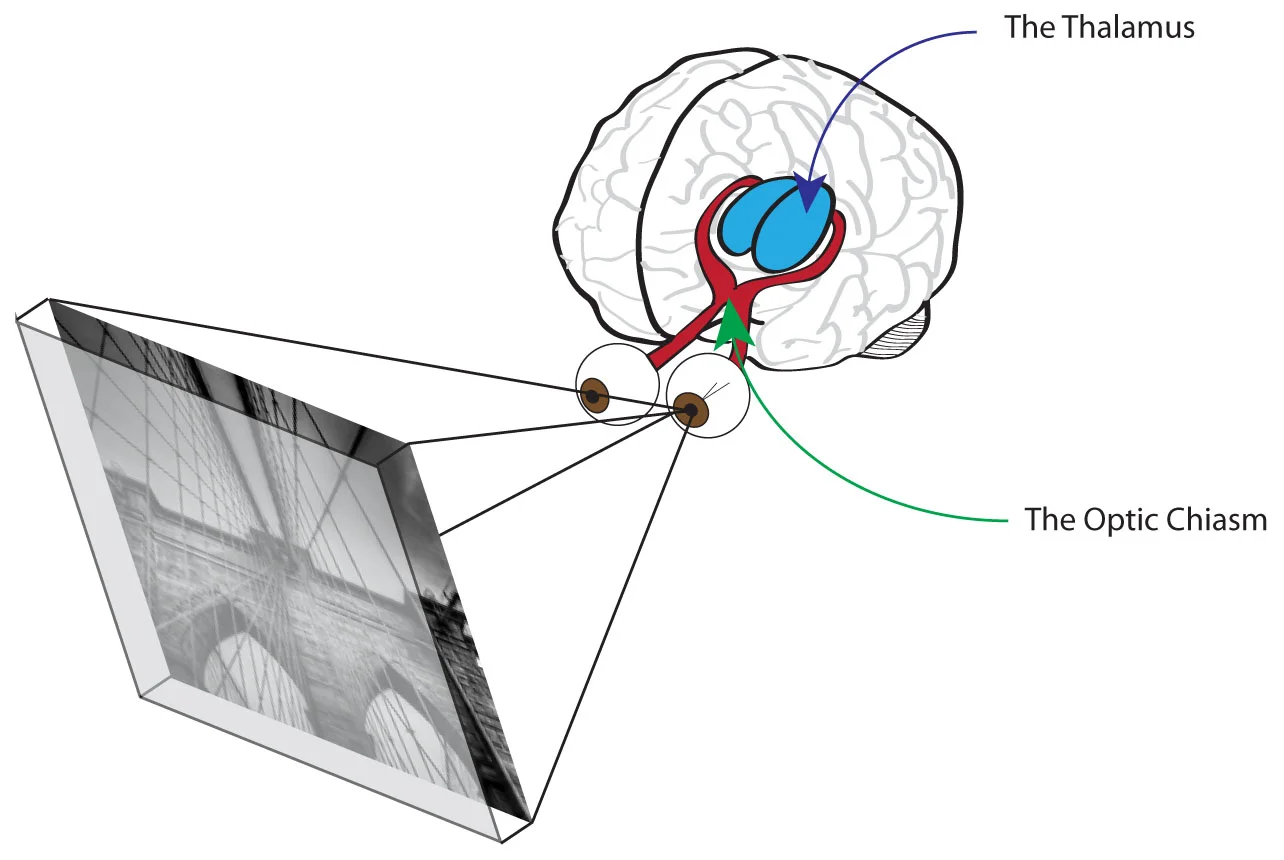 The human visual system. The red fibers represent the optic chiasm while the blue clusters represent the thalamus.
