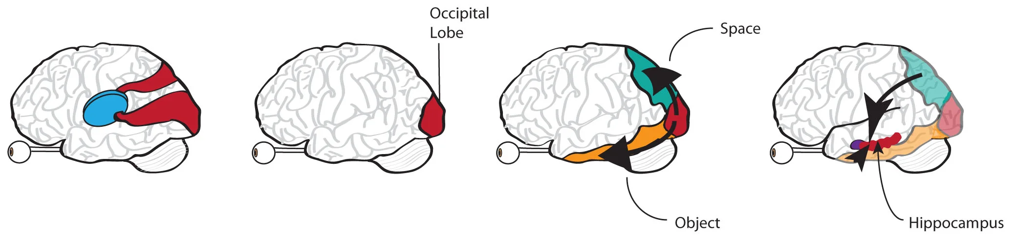 How visual information travels through the human brain and arrives to the hippocampus