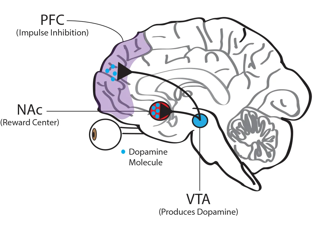 VTA NAc Stress3
