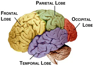 The human brain and its primary lobes