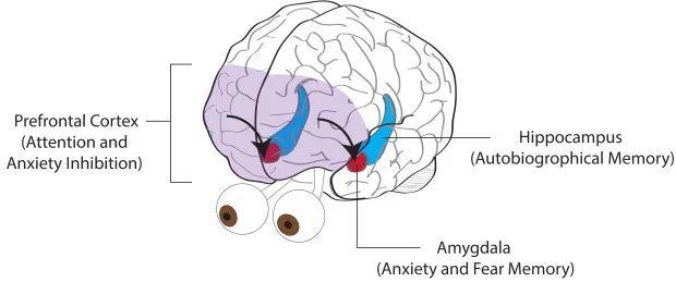 PFC Amygdala