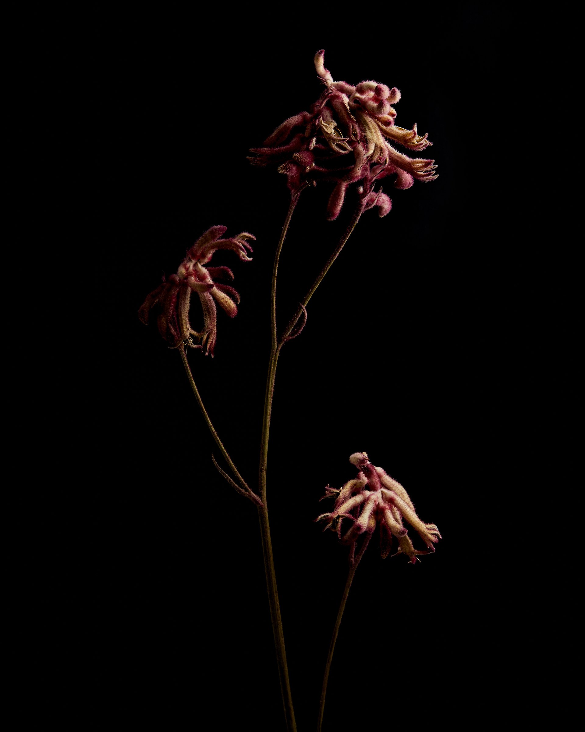 Art Flower_1.jpg
